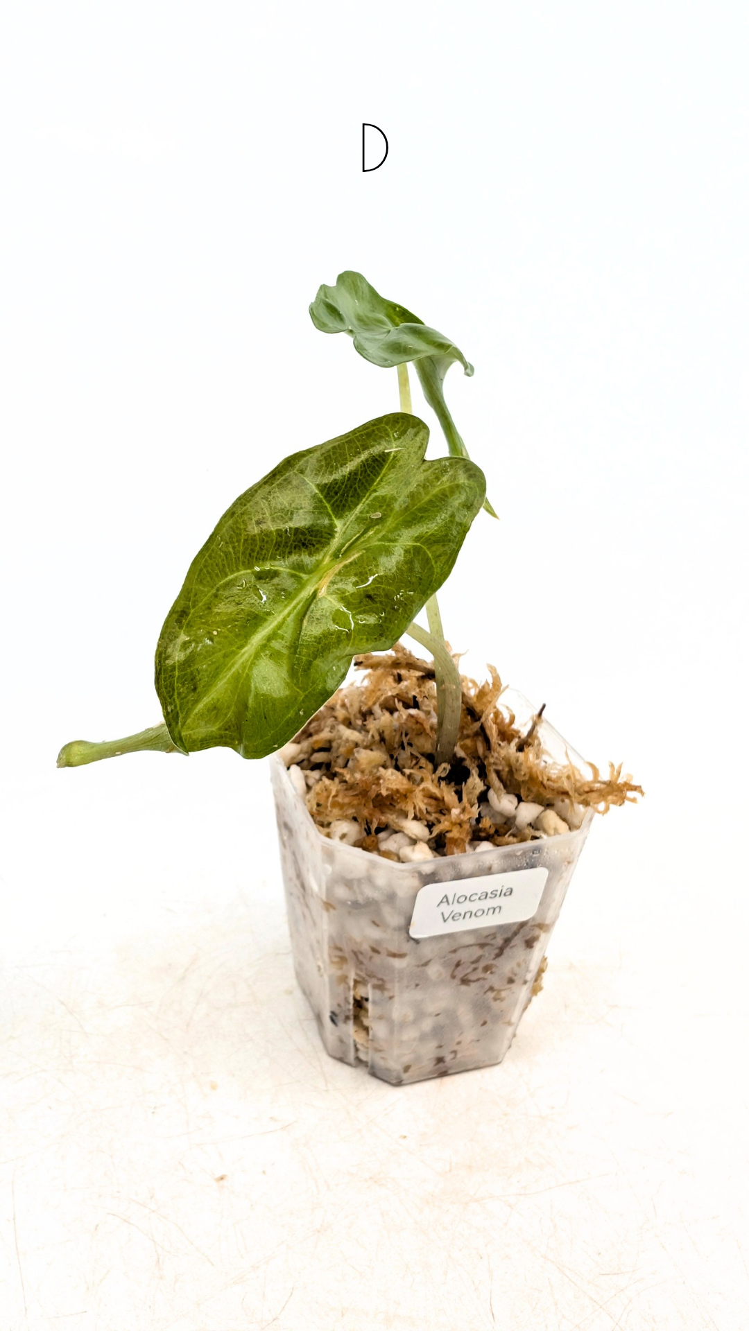 Rare indoor plant Alocasia Venom available for sale at rare house plant shop The Leaf Gallery in Perth, Western Australia.