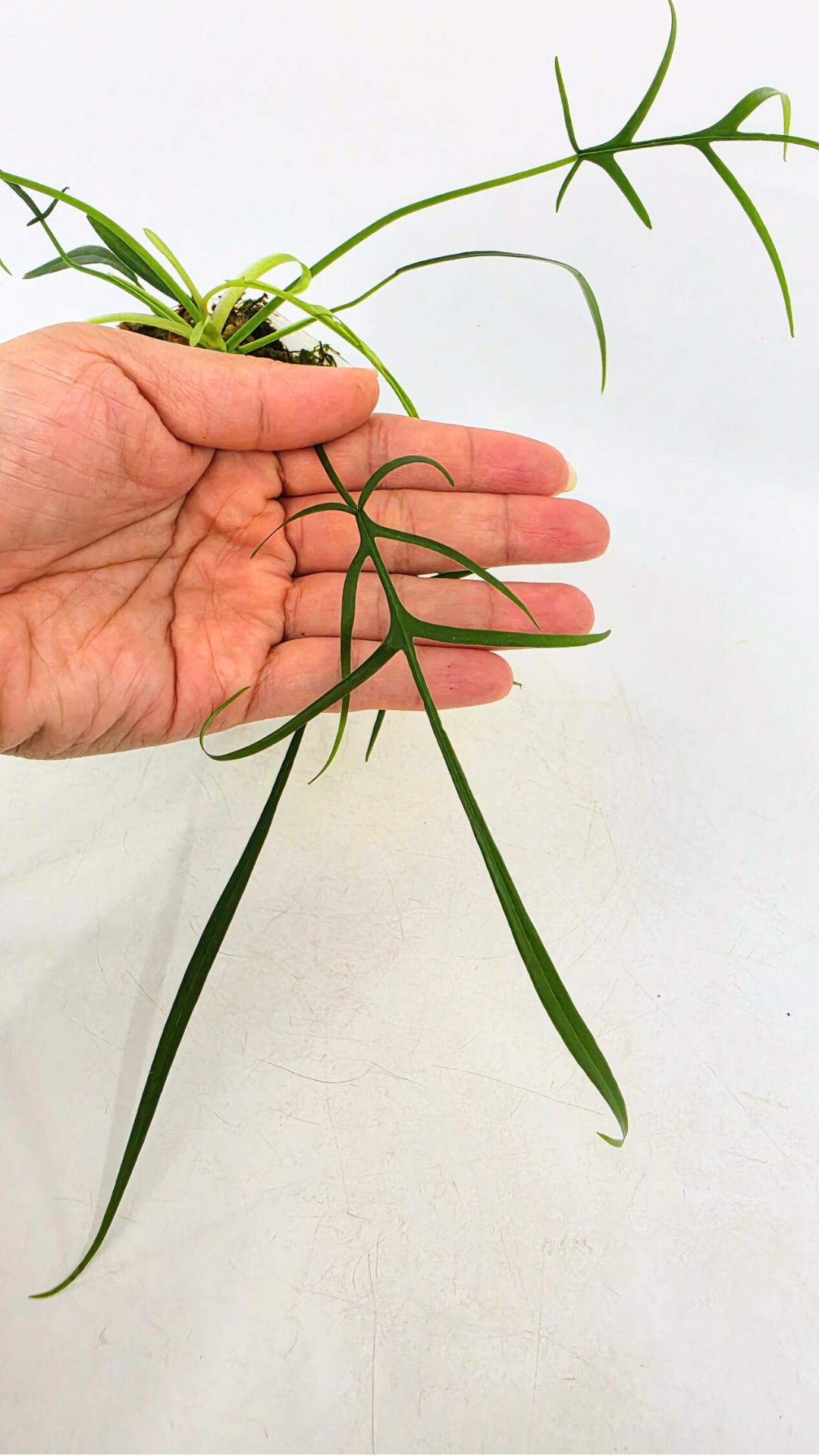 Single plants upload_20260311_115317_0001.png