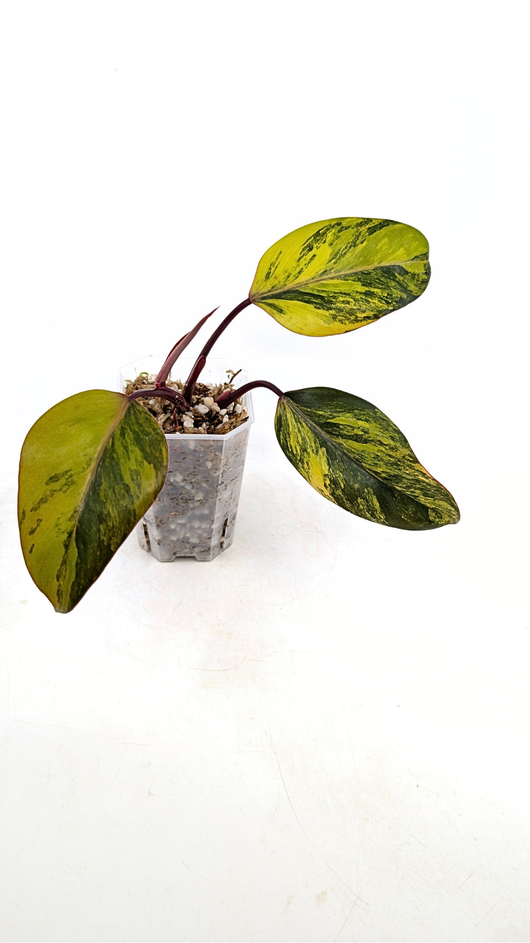 Rare indoor plant Philodendron Strawberry Shake grown and propagated by rare plant shop The Leaf Gallery in Perth, Western Australia