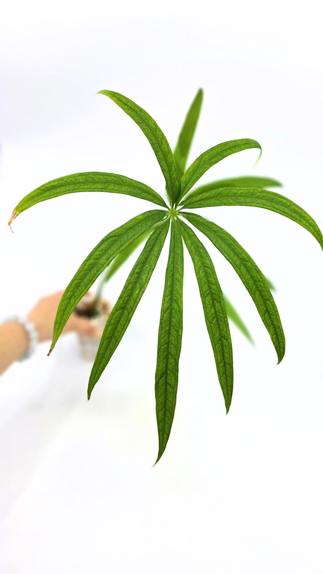 Hard to find house plant Anthurium Polydactylum available for sale at rare plant shop The Leaf Gallery in Perth, Western Australia.