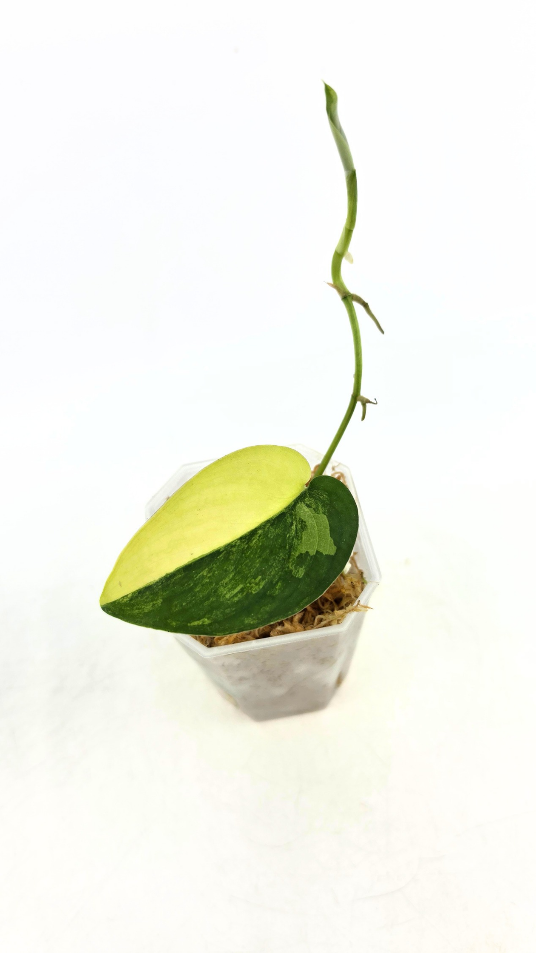 Rare house plant Scindapsus Jade Satin Aurea Variegated available for sale at rare indoor plant shop The Leaf Gallery in Perth, Western Australia