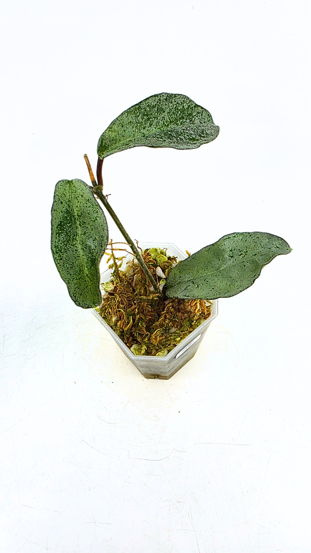 Rare waxplant plant Hoya Carnosa Grey Ghost available at rare plant shop The Leaf Gallery in Perth, Western Australia