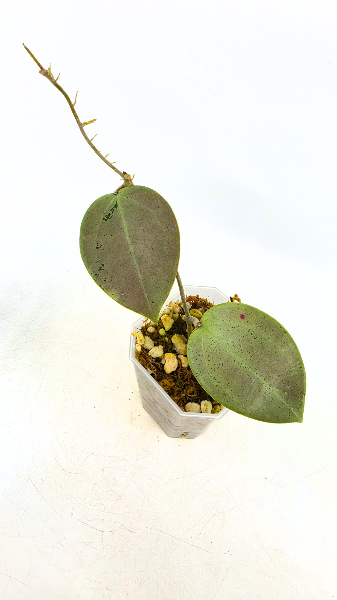 Rare waxplant Hoya Verticillata Silver Heart available for sale at rare indoor plant shop The Leaf Gallery in Perth, Western Australia