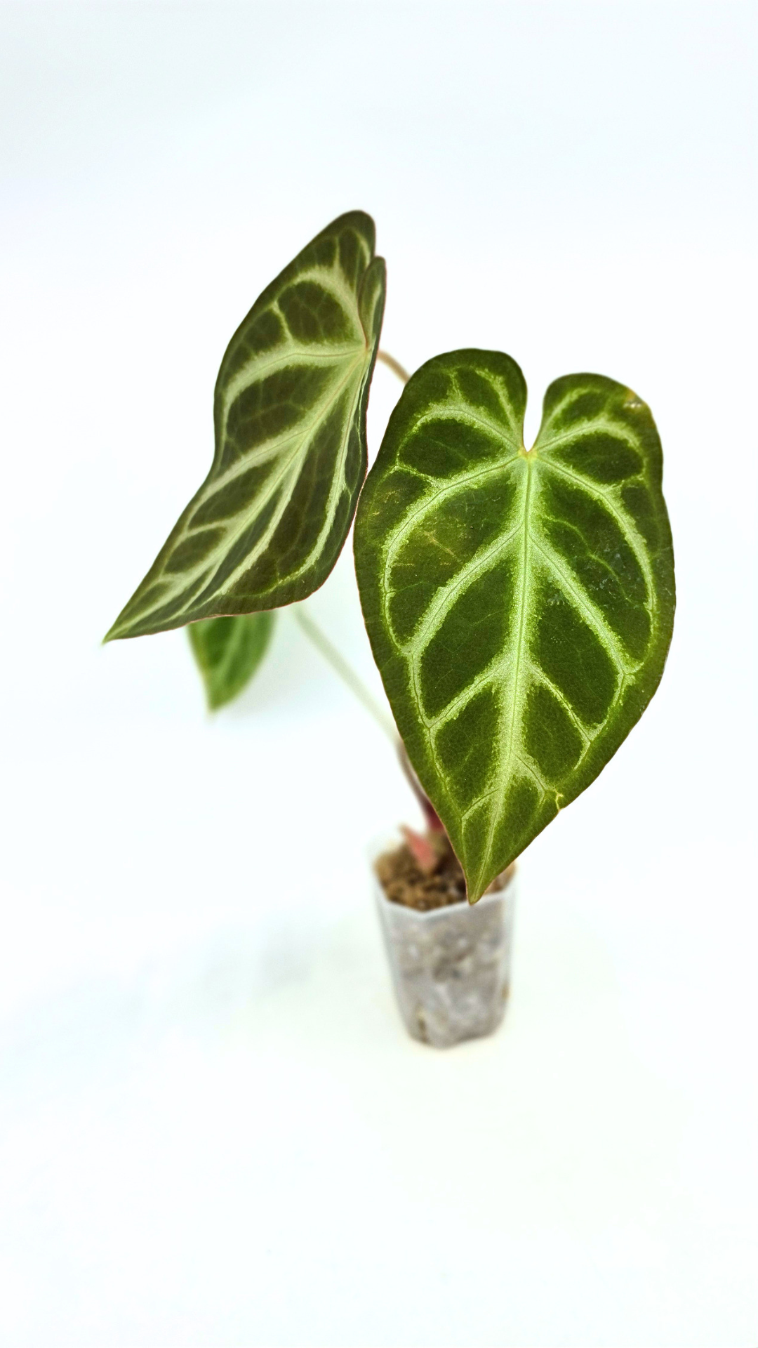 Rare indoor plant Anthurium Magnificum available for sale at rare house plant shop The Leaf Gallery in Perth, Western Australia