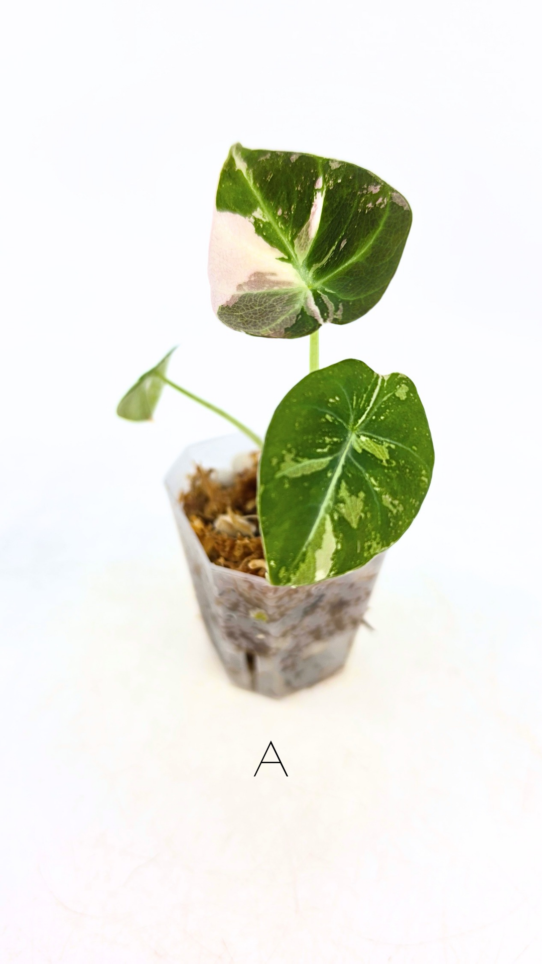 Rare indoor plant Alocasia Black Velvet Pink Variegated available for sale from rare house plant shop The Leaf Gallery in Perth, Western Australia