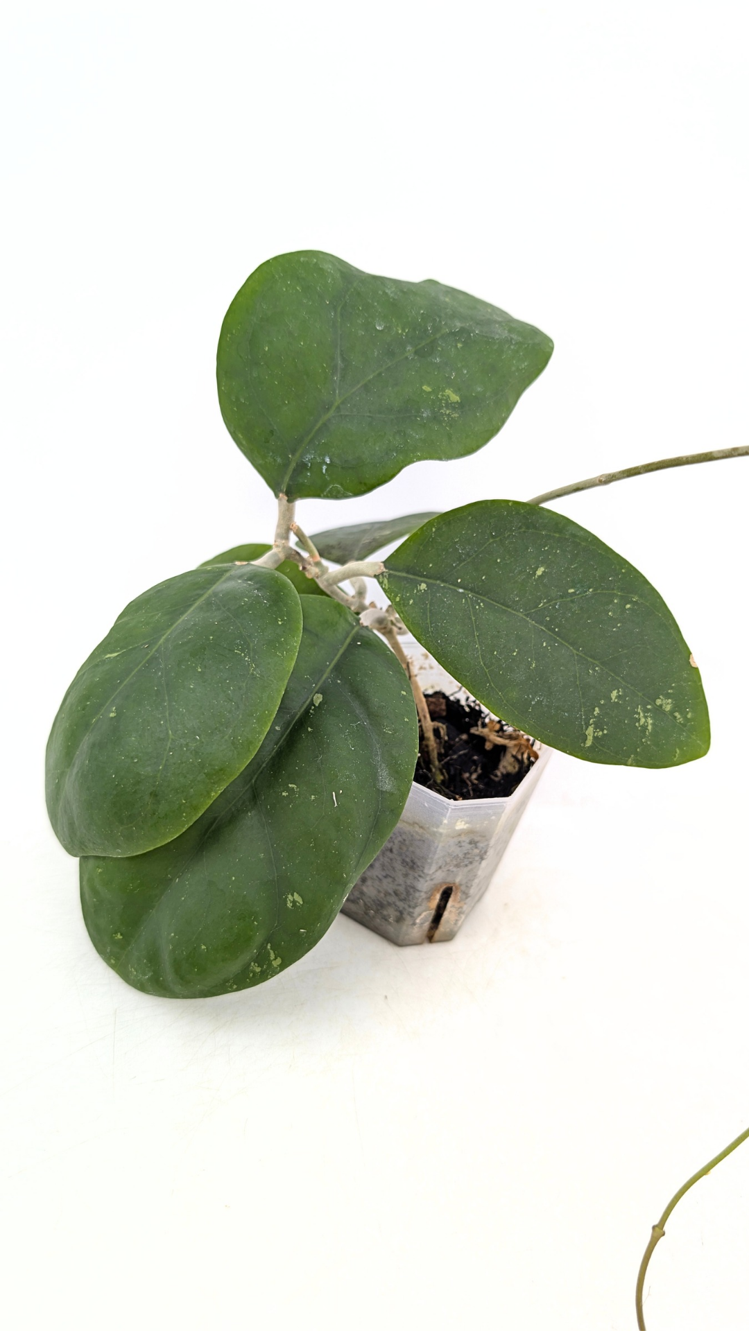 Rare waxplant Hoya Rintzii Borneo available for sale at rare indoor plant shop The Leaf Gallery in Perth, Western Australia
