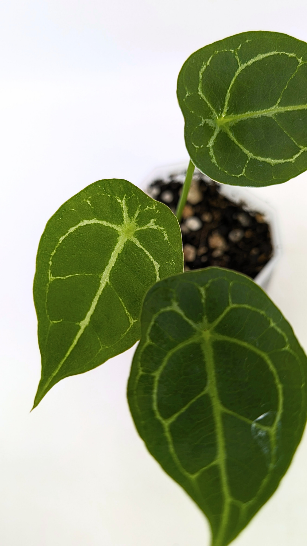 Anthurium Dark Forgetii  The Leaf Gallery