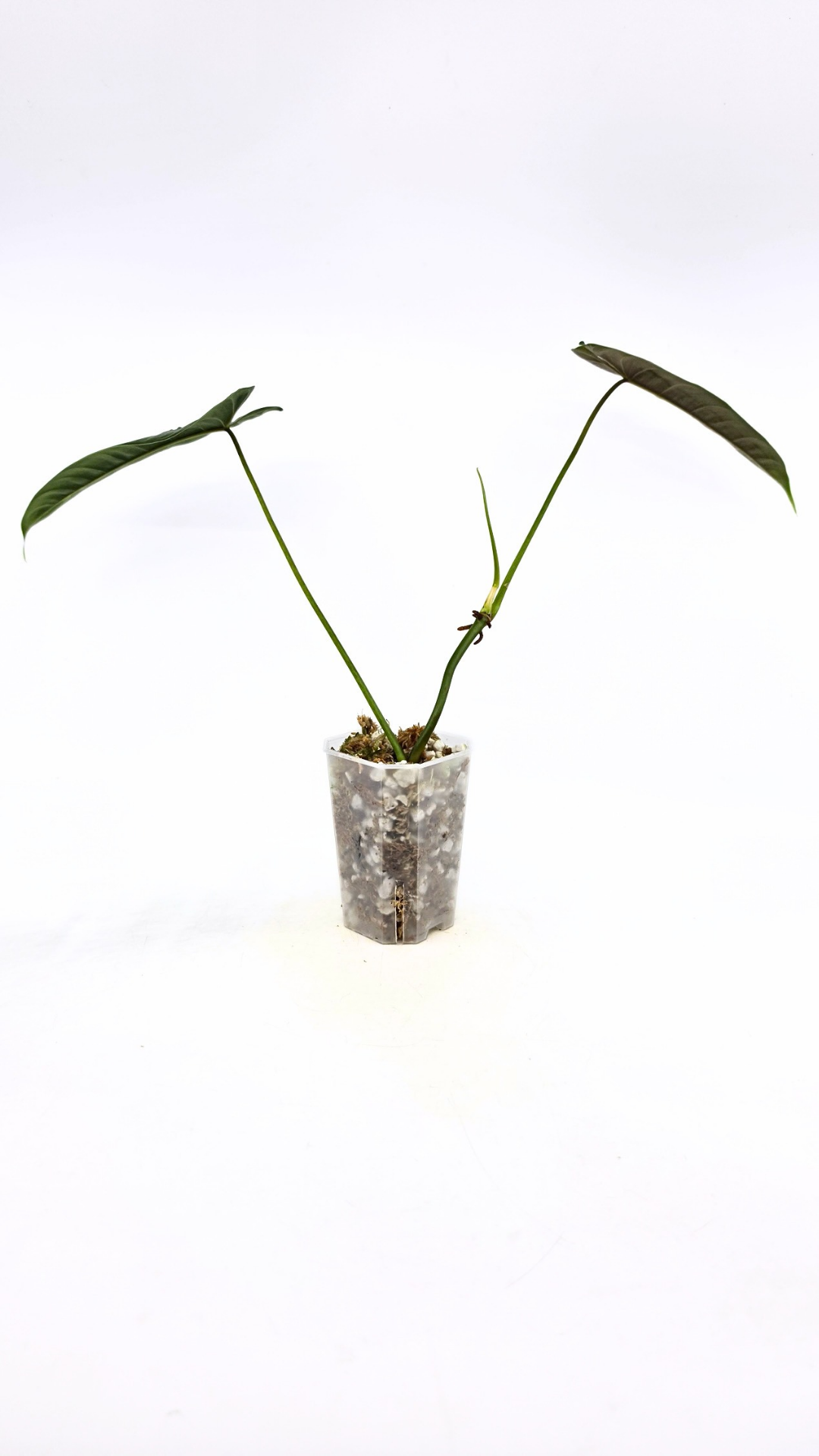 Rare indoor plant Philodendron Felix available for sale at rare house plant shop The Leaf Gallery in Perth, Western Australia