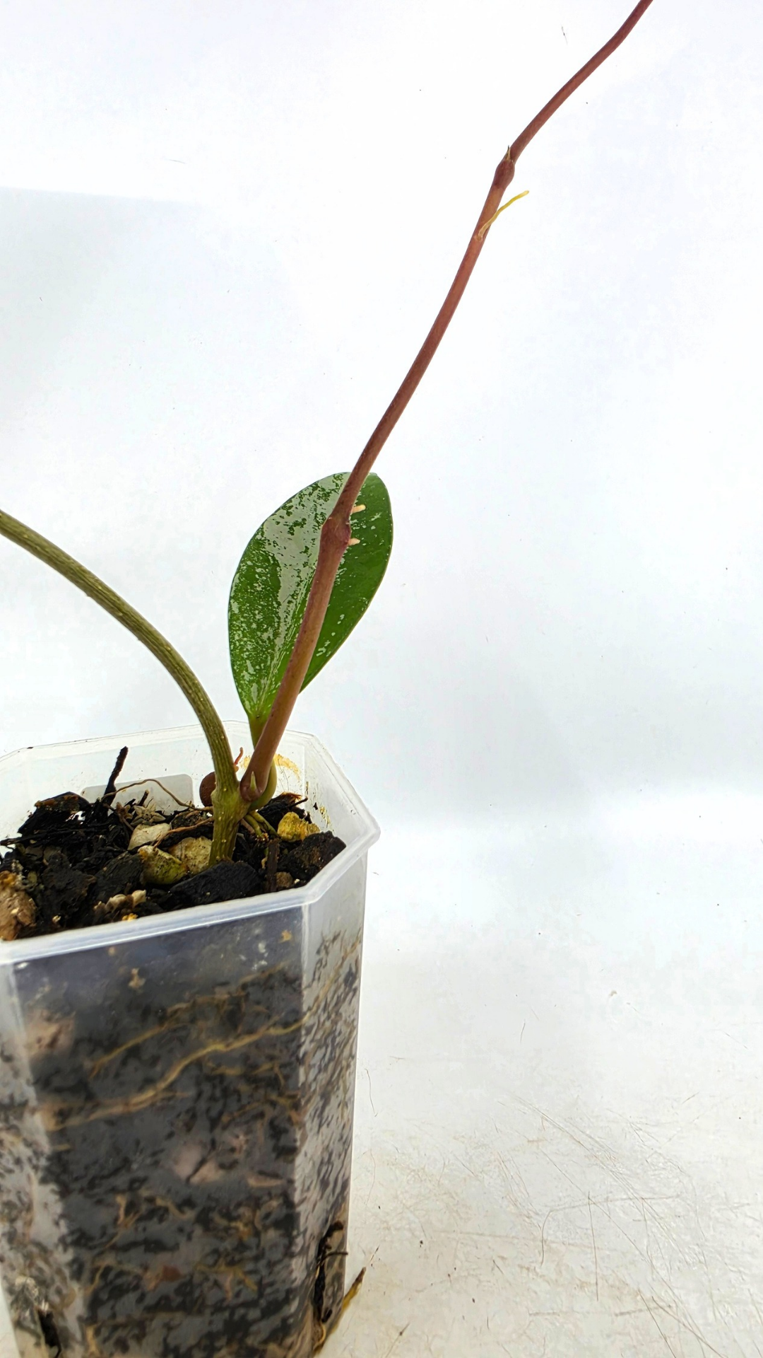 Rare waxplant Hoya Pubicalyx Pink Silver Ghost available for sale at rare indoor plant shop The Leaf Gallery in Perth, Western Australia