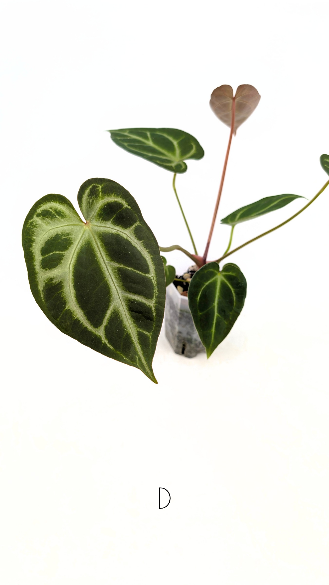 Rare indoor plant Anthurium Magnificum available for sale at rare house plant shop The Leaf Gallery in Perth, Western Australia