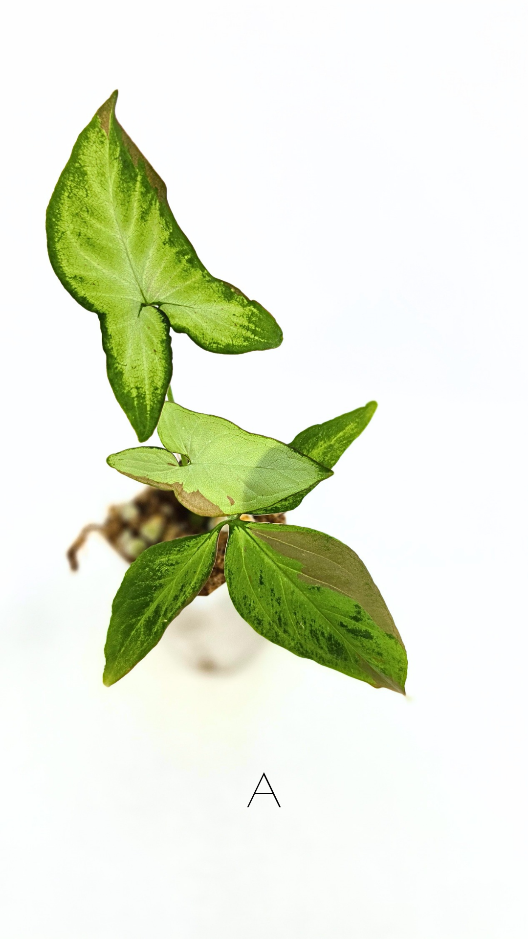 Rare indoor plant Syngonium Redspot Tricolour available for sale at The Leaf Gallery in Perth, Western Australia.