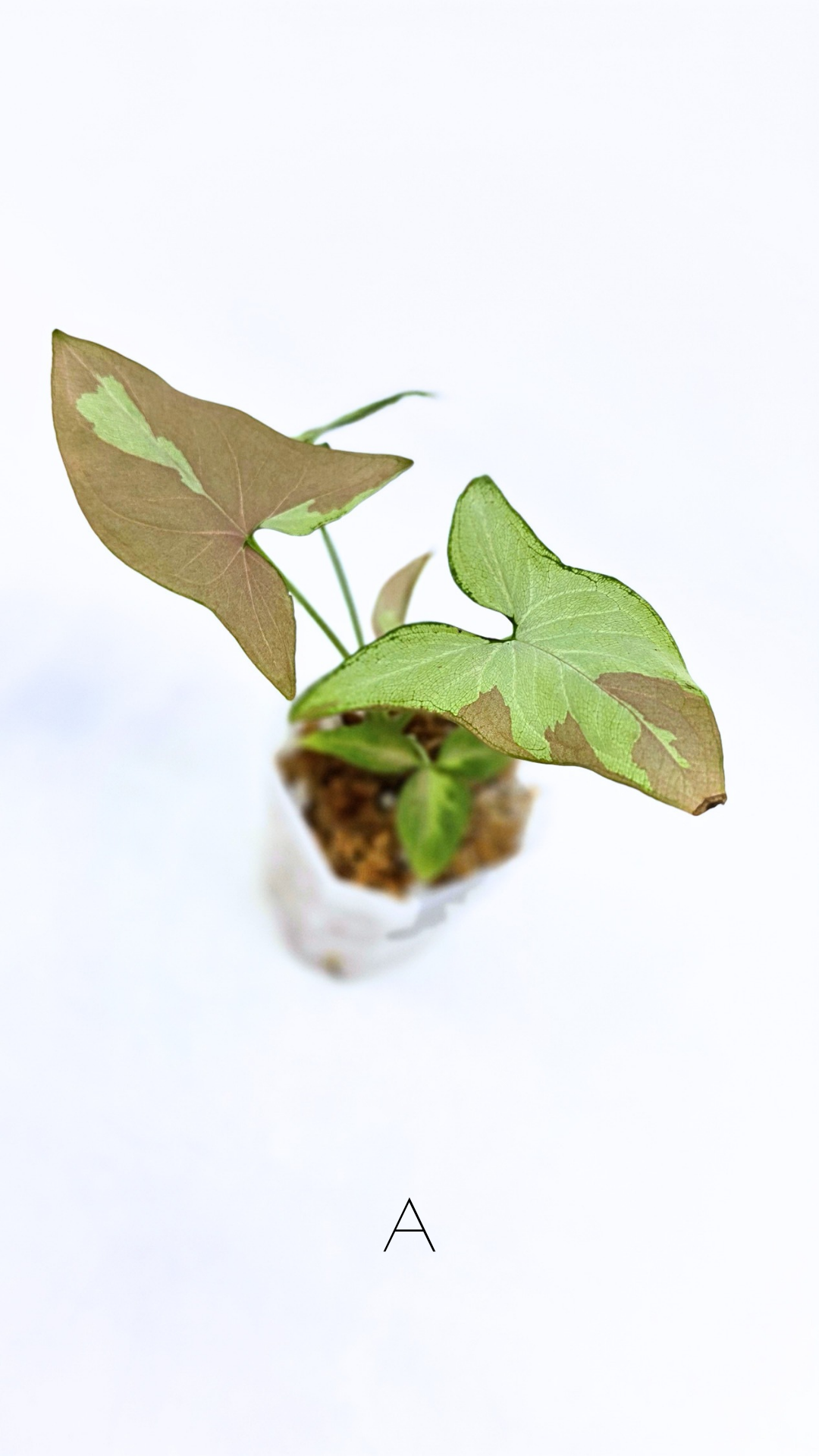 Rare indoor plant Syngonium Redspot Tricolour available for sale at The Leaf Gallery in Perth, Western Australia