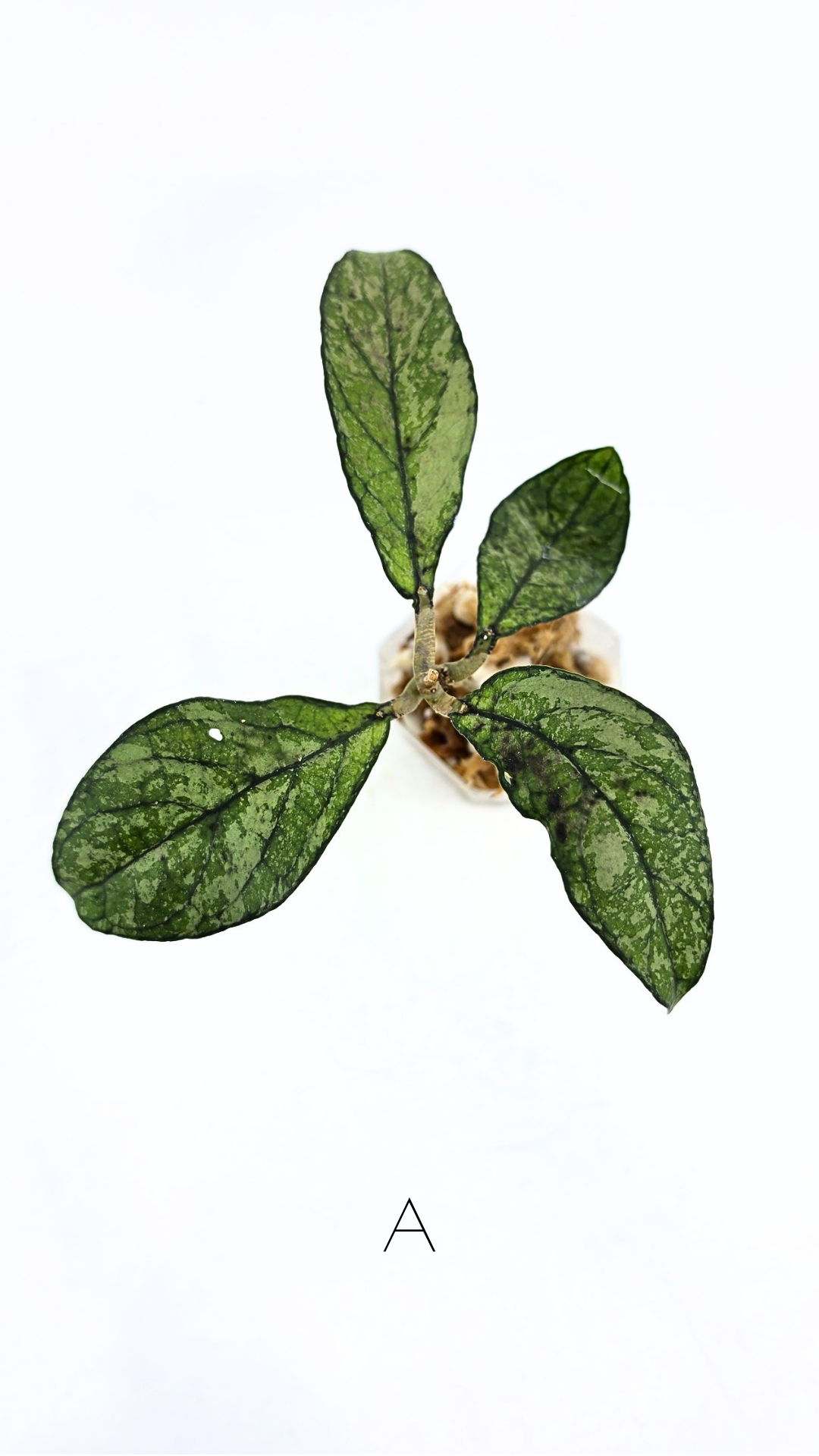 Rare Hoya Crassipetiolata Splash available for sale at rare plant shop The Leaf Gallery in Perth, Western Australia