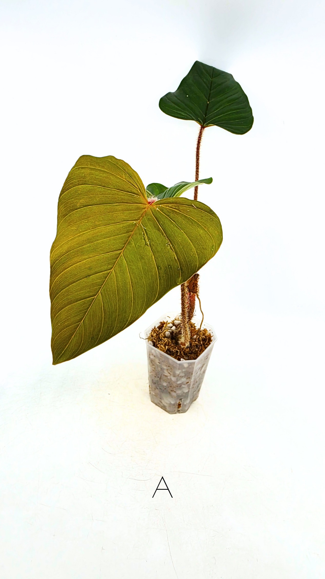 Rare indoor plant Philodendron Red Serpens available for sale at rare plant shop The Leaf Gallery in Perth, Western Australia