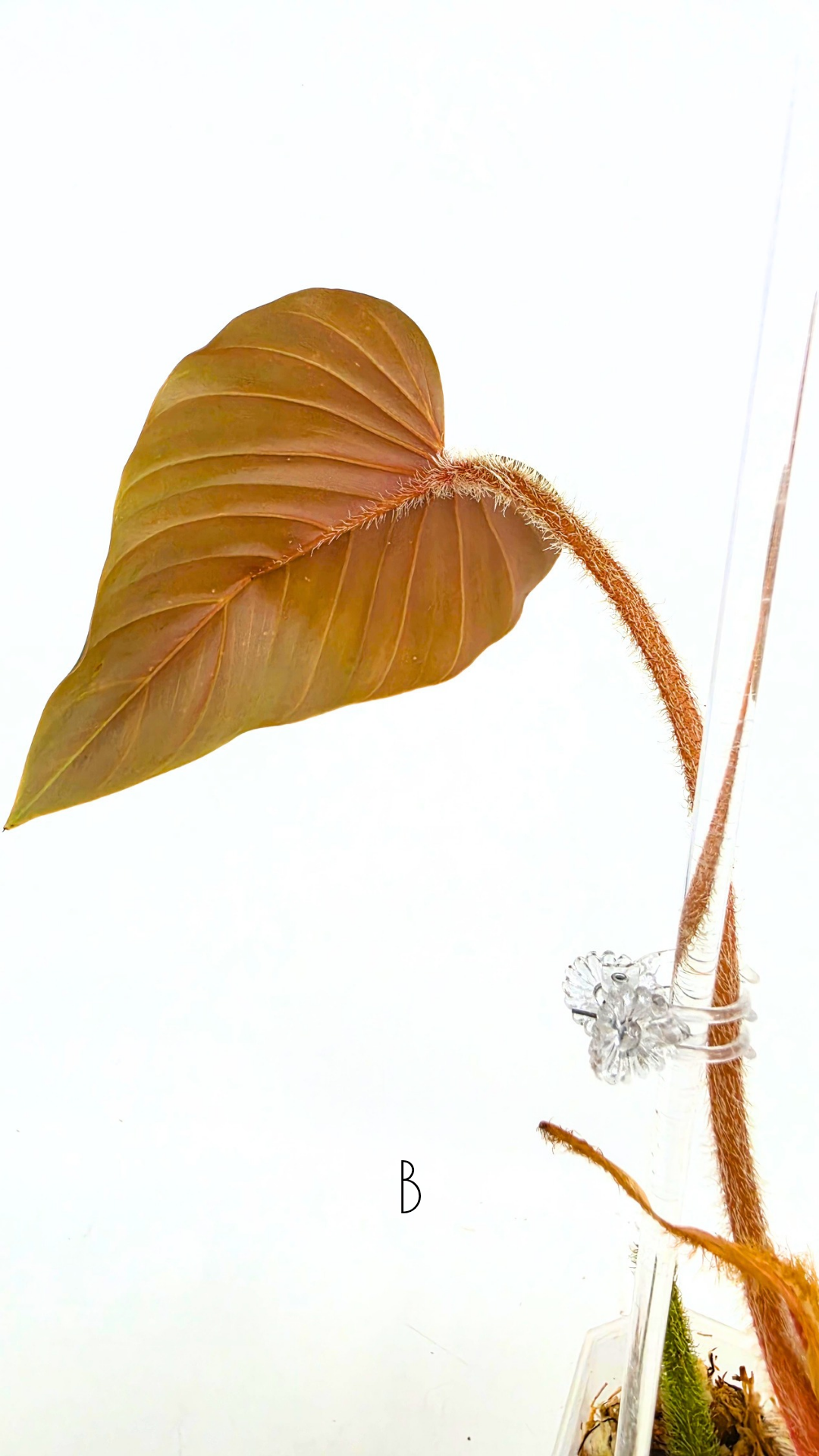 Rare plant philodendron squamicaule pink available at rare plant shop The Leaf Gallery in Perth, Western Australia