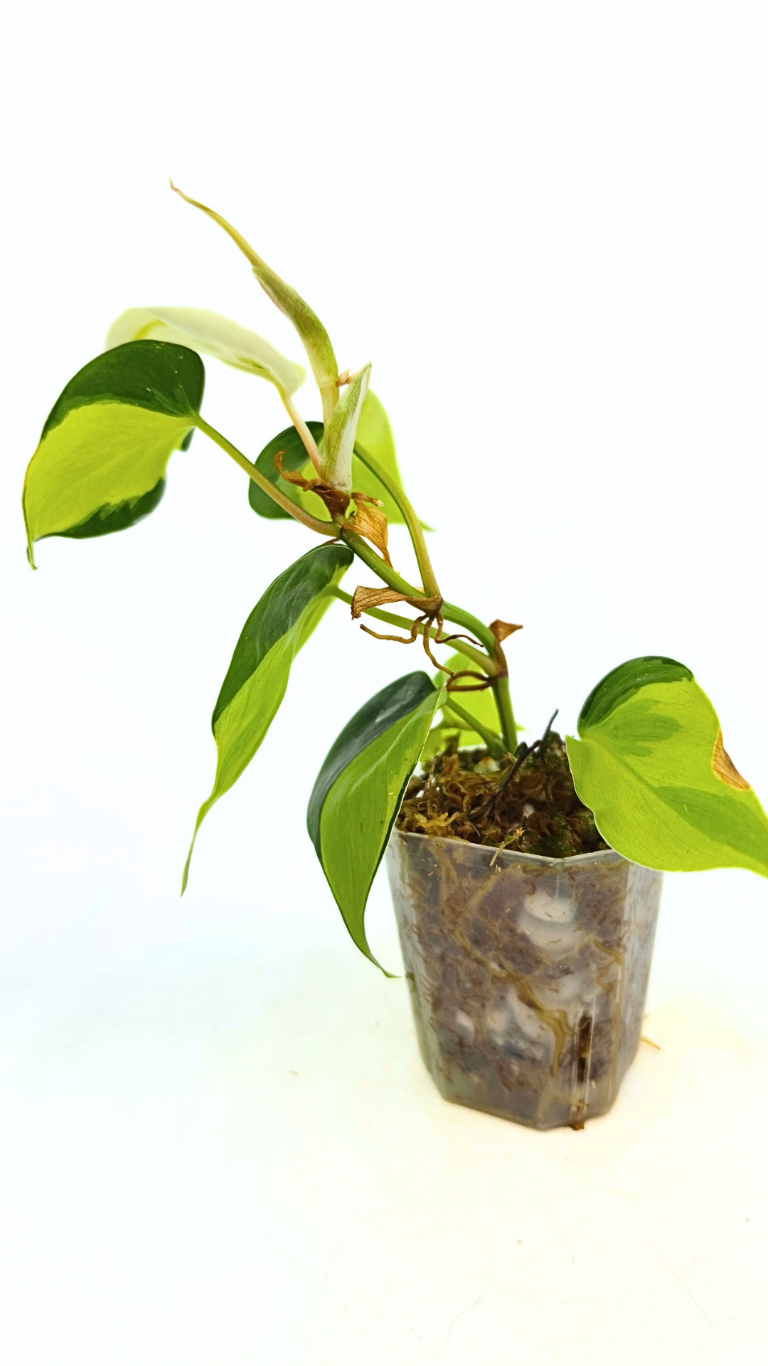 Rare indoor plant Philodendron Cream Splash available at rare plant shop The Leaf Gallery in Perth, Western Australia