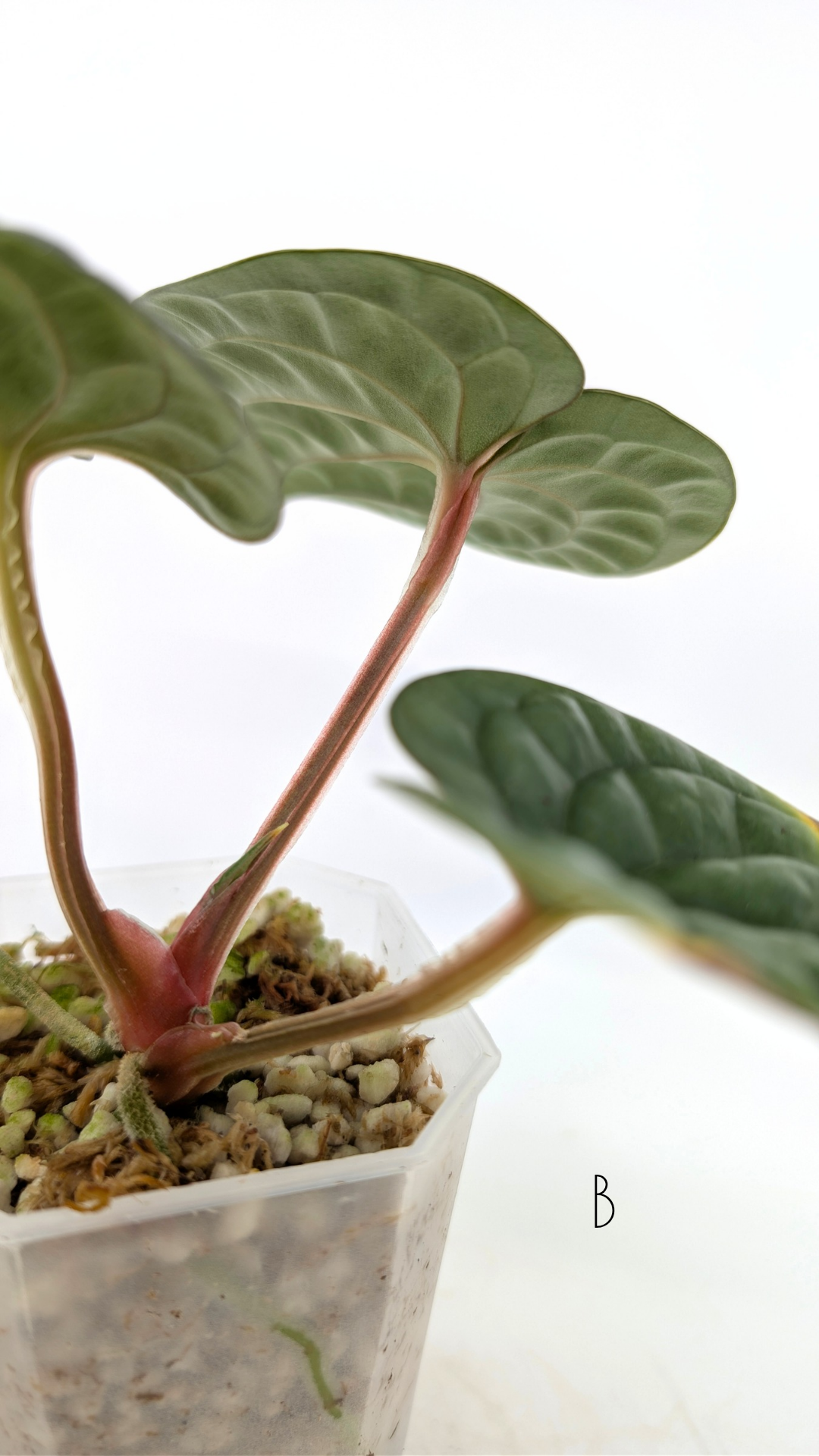 Rare indoor plant Anthurium Luxurians available for sale at rare house plant shop The Leaf Gallery in Perth, Western Australia