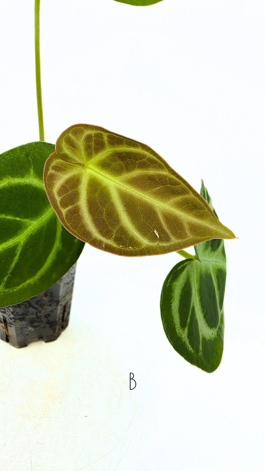 Rare indoor plant Anthurium Magnificum available for sale at rare house plant shop The Leaf Gallery in Perth, Western Australia