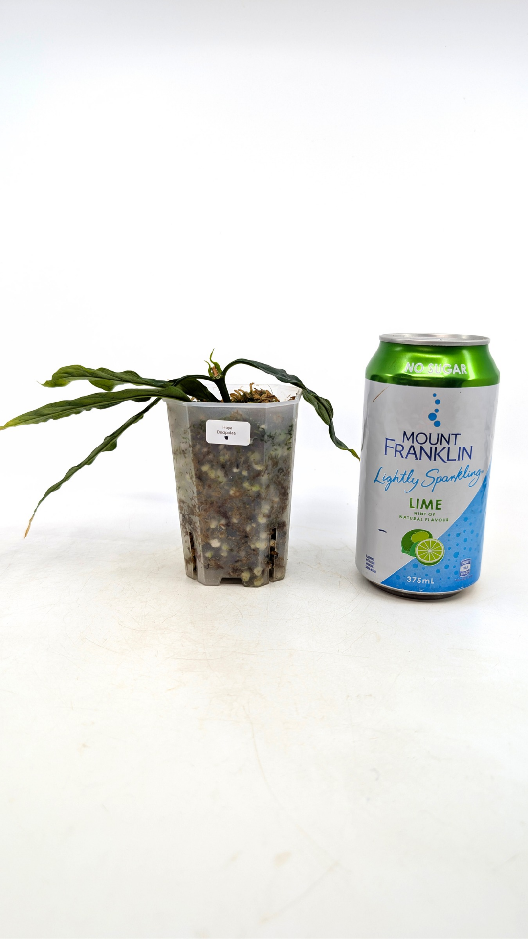 Rare waxplant Hoya Decipulae available for sale at rare indoor plant shop The Leaf Gallery in Perth, Western Australia