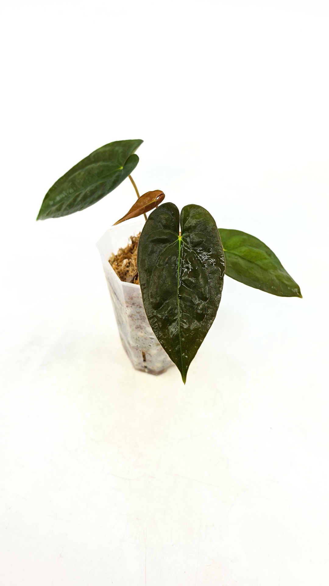 Rare indoor plant Anthurium Papillilaminum pure clone available from rare house plant shop The Leaf Gallery in Perth, Western Australia