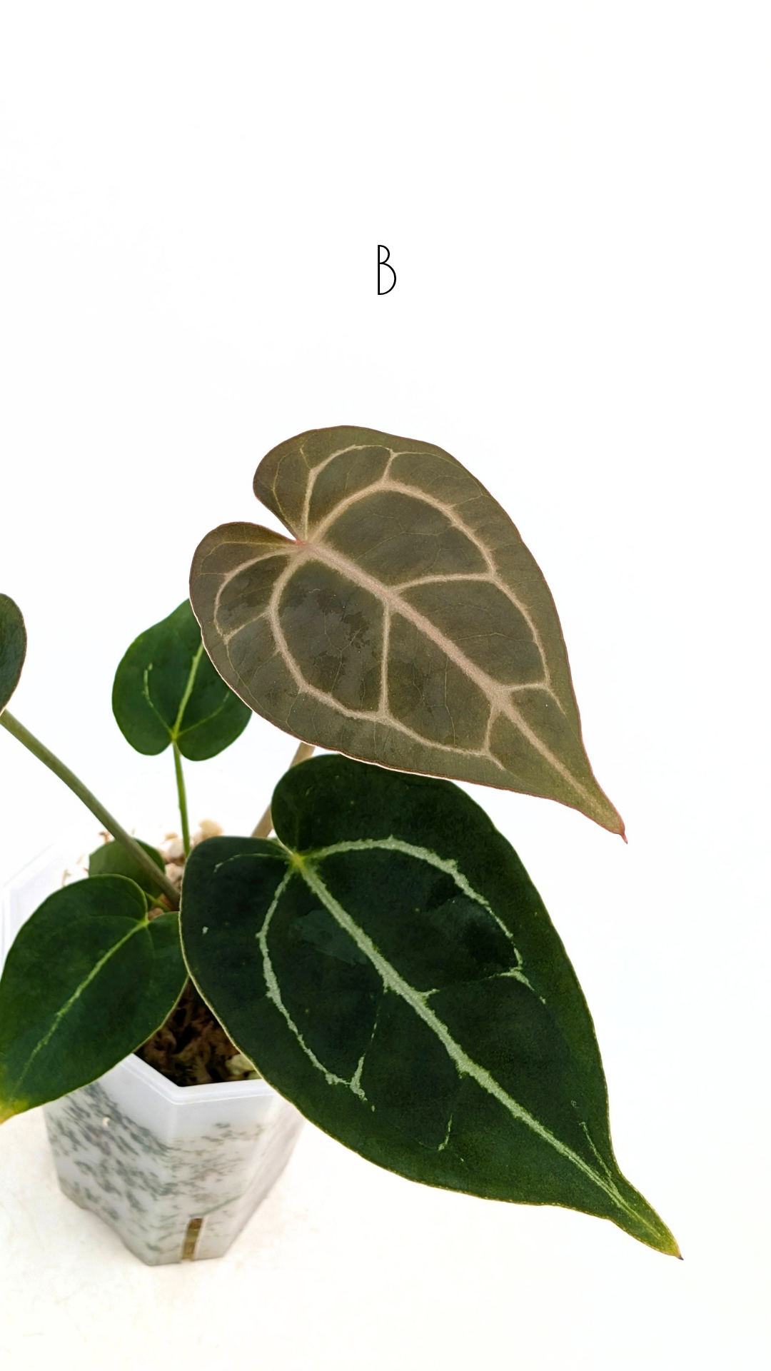 Rare anthurium hybrid Anthurium Dark Forgetii x Bessae Aff X Anthurium Michelle by The Leaf Gallery in Perth, Western Australia