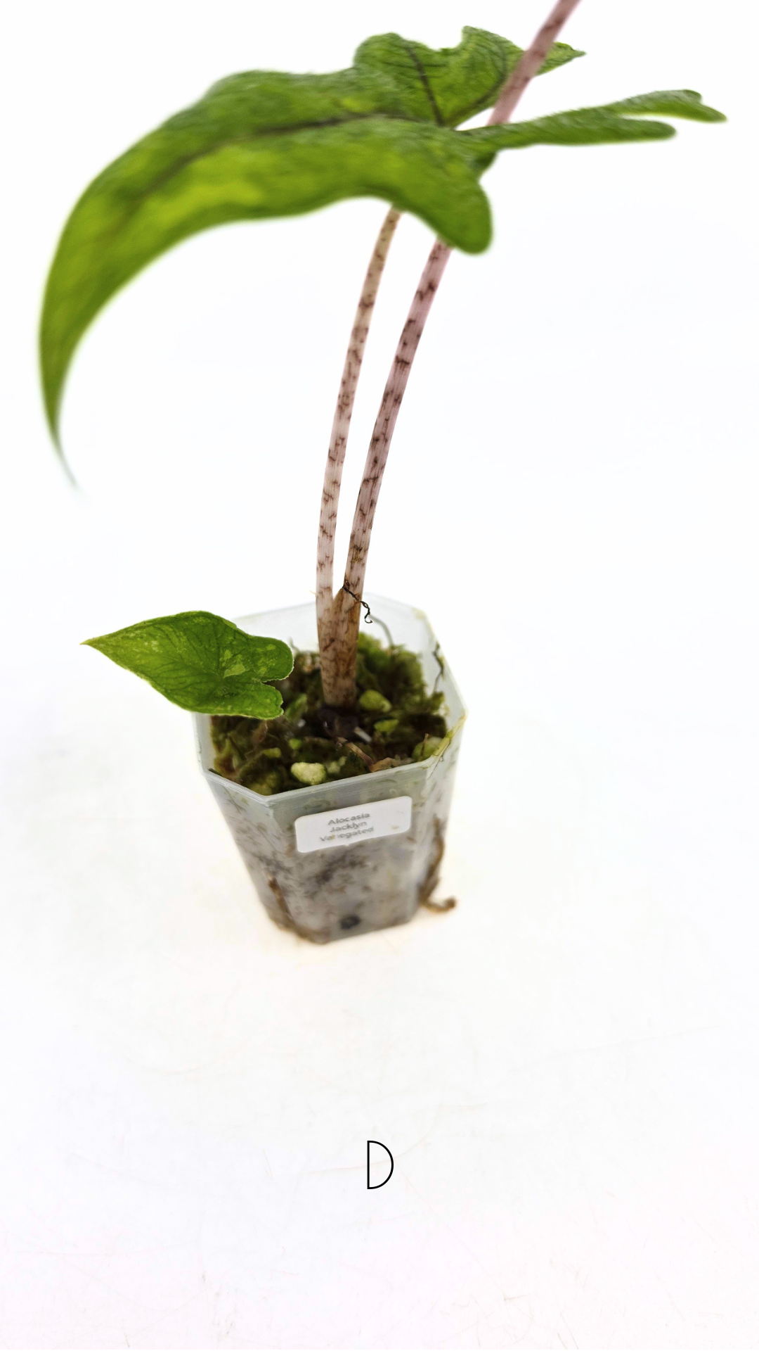 Rare indoor plant Alocasia Jacklyn Variegated available for sale at rare house plant shop The Leaf Gallery in Perth, Western Australia