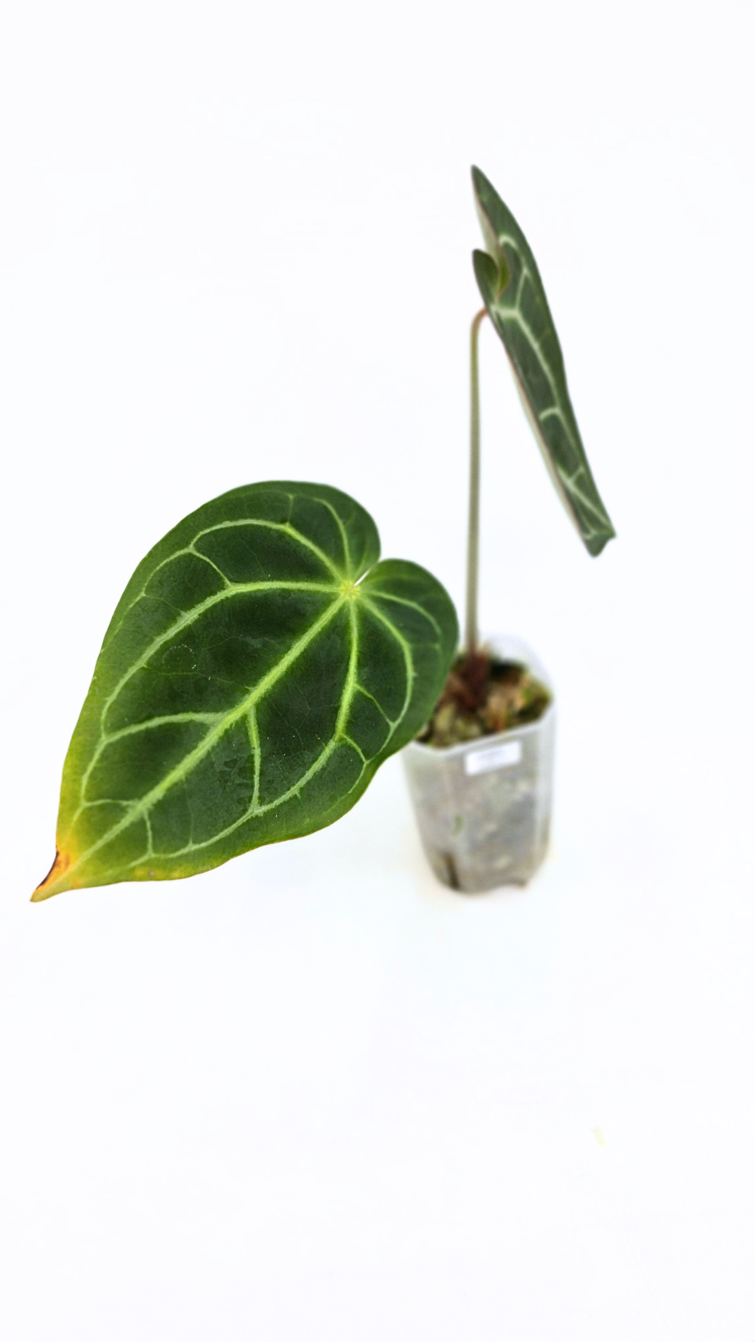 Rare indoor plant Anthurium Crystallinum X Magnificum available for sale at rare house plant shop the Leaf Gallery in Perth, Western Australia