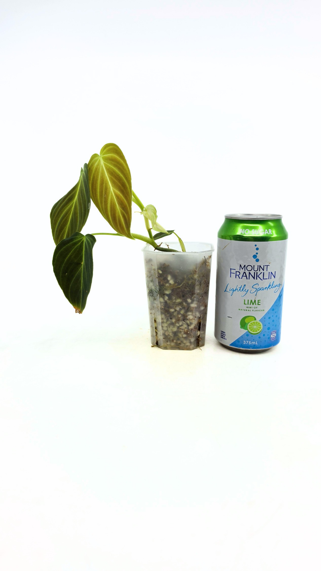 Uncommon indoor plant Philodendron Splendid available for sale at rare house plant shop The Leaf Gallery in Perth, Western Australia