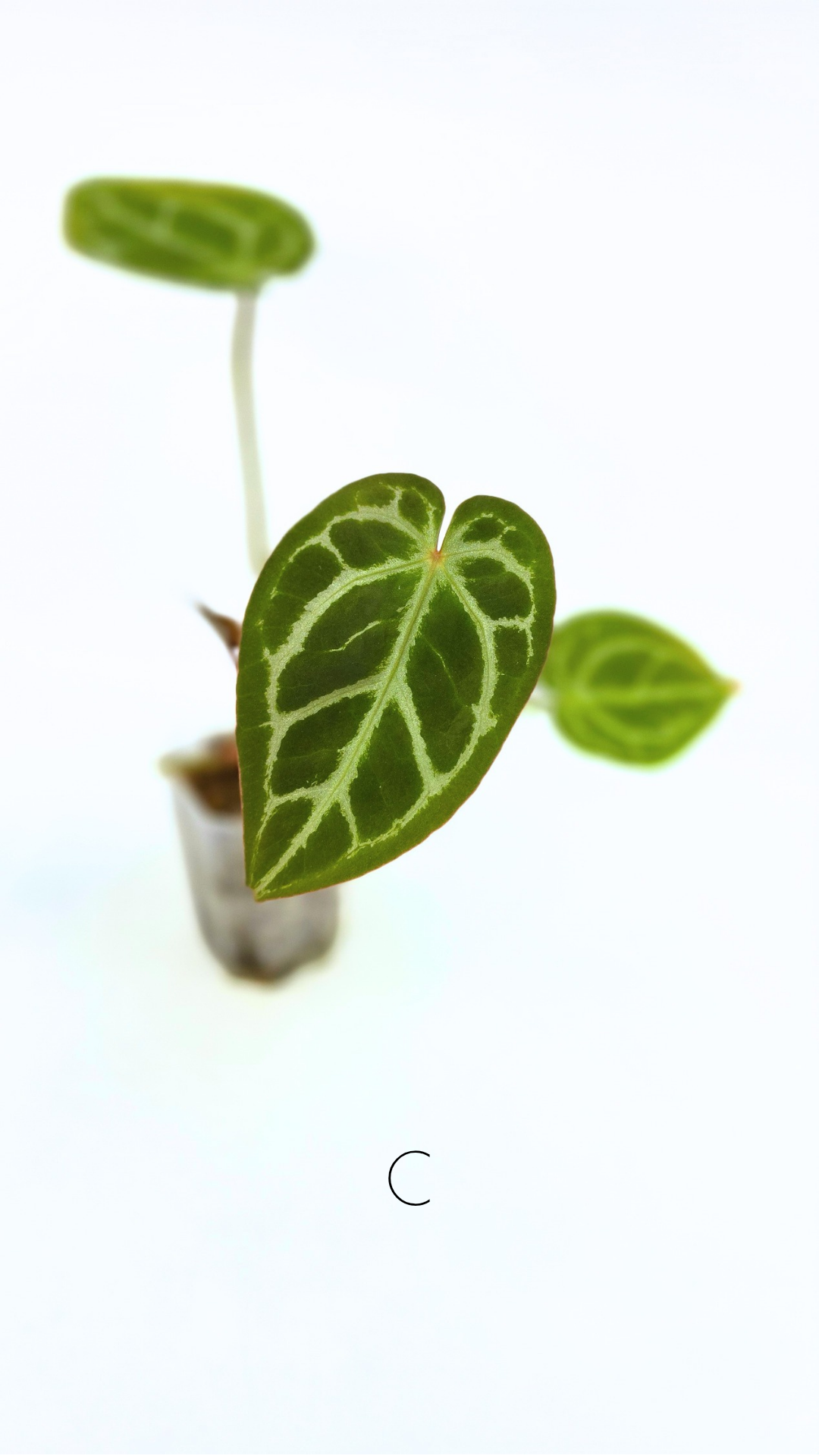 Rare anthurium hybrid Anthurium red dorayaki mutation with Anthurium Michelle by The Leaf Gallery in Perth, Western Australia