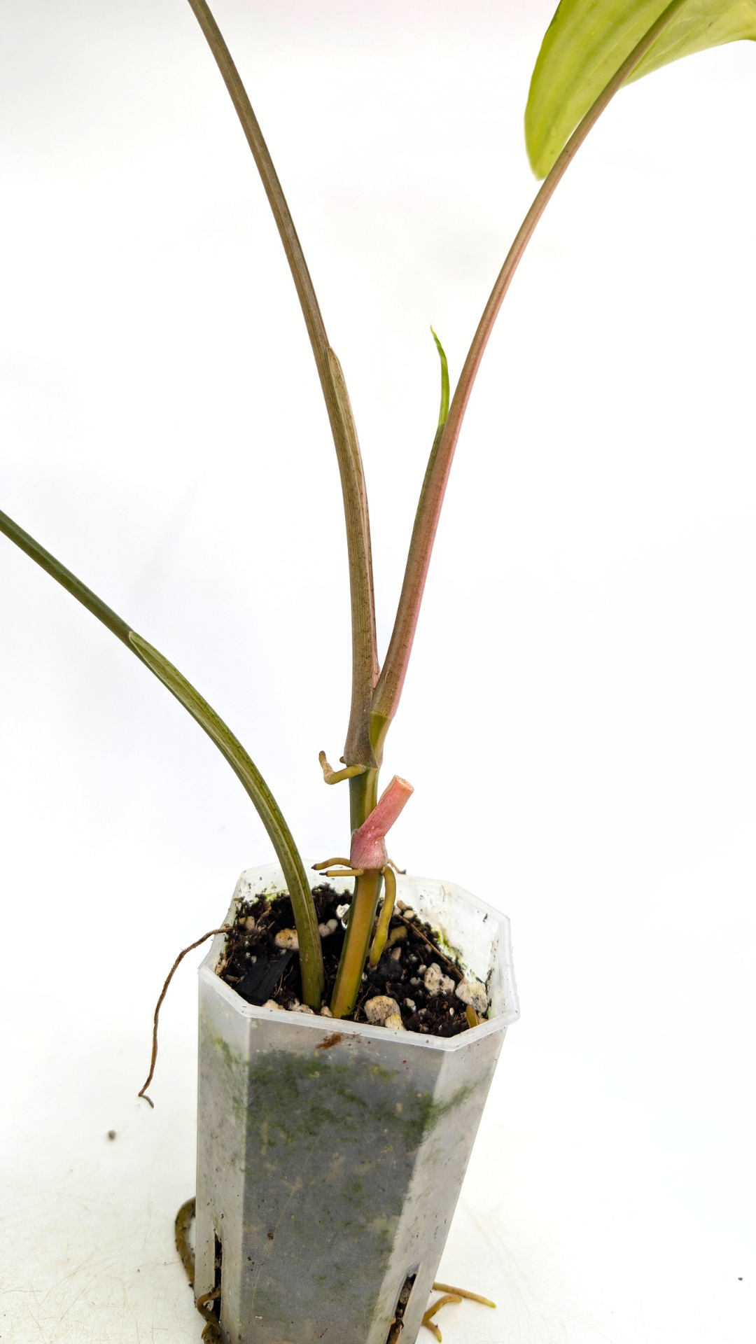 Rare houseplant Syngonium Fantasy Aurea available at rare indoor plant shop The Leaf Gallery in Perth, Western Australia