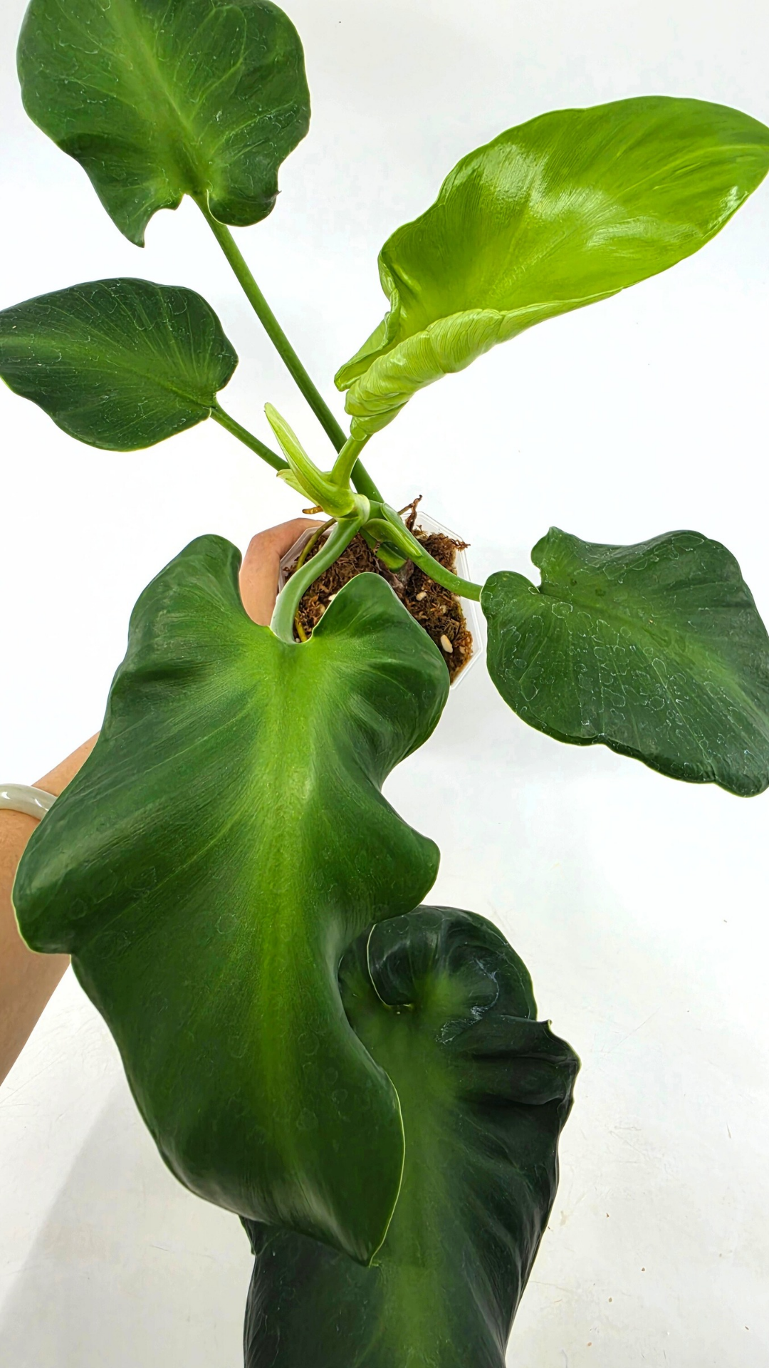 Rare indoor house plant Philodendron Rugosum also known as Pig Skin Philodendron propagated by the Leaf Gallery in Perth