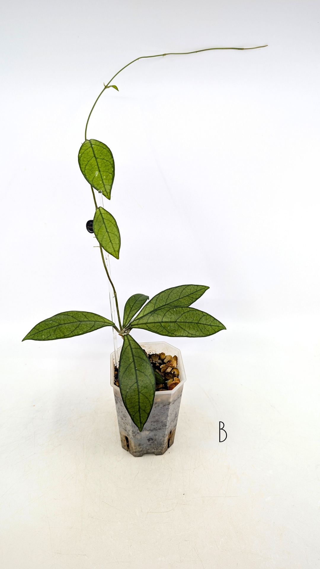 Rare waxplant Hoya Hainanensis Da Nang Vietnam available for sale at rare indoor plant shop The Leaf Gallery in Perth, Western Australia
