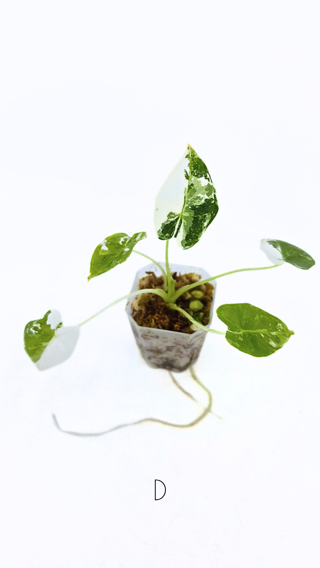 Rare indoor plant Alocasia Frydek Variegated available for sale at rare house plant shop The Leaf Gallery in Perth, Western Australia