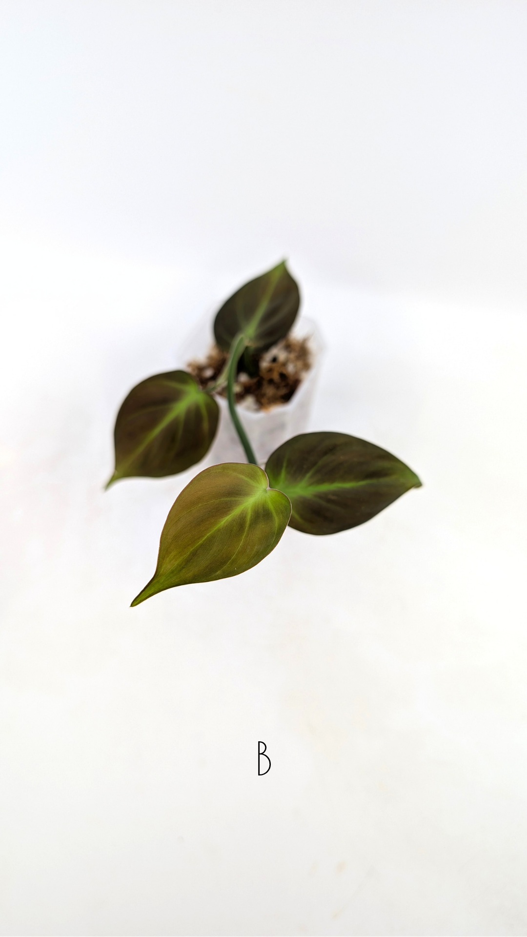 Uncommon indoor plant Philodendron Camposportoanum available for sale at rare house plant shop The Leaf Gallery in Perth, Western Australia