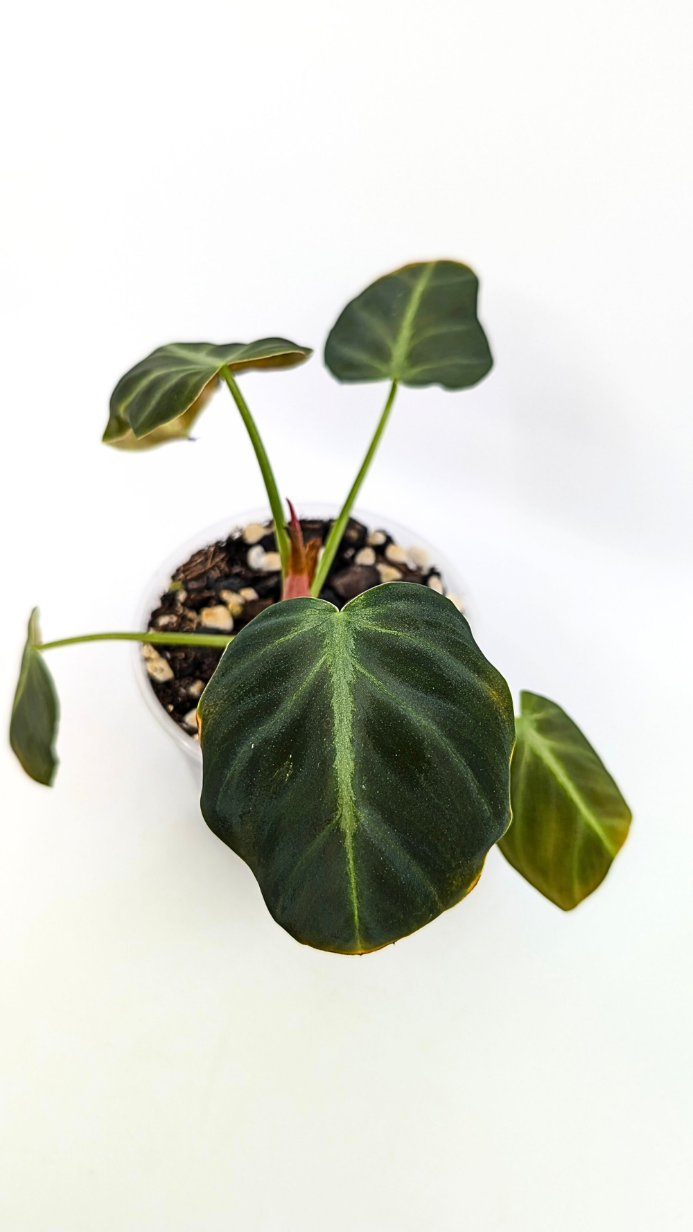 levitating plant Lyfe – Levitating Planter by Flyte