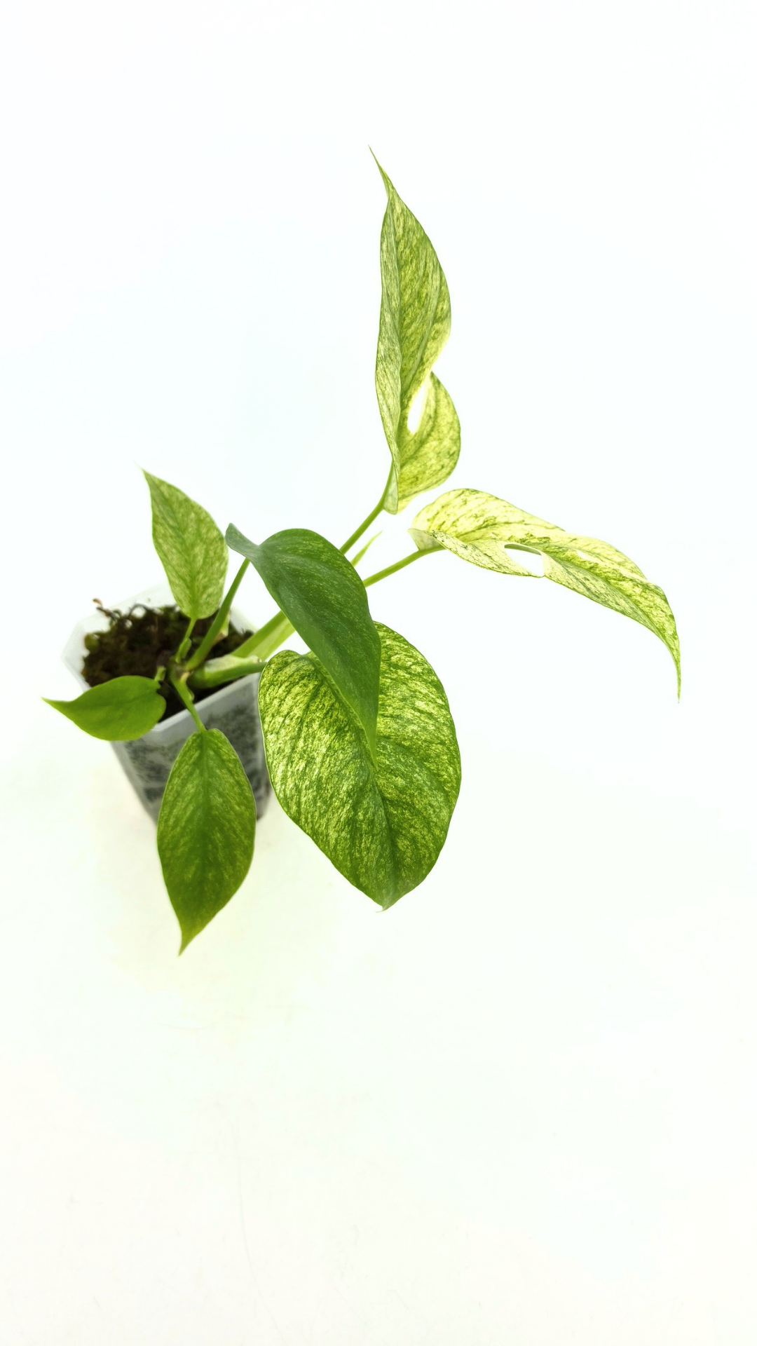 Rare indoor plant Raphidophora Tetrasperma Mint Varigated for sale by rare plant shop The Leaf Gallery in Perth, Western Australia