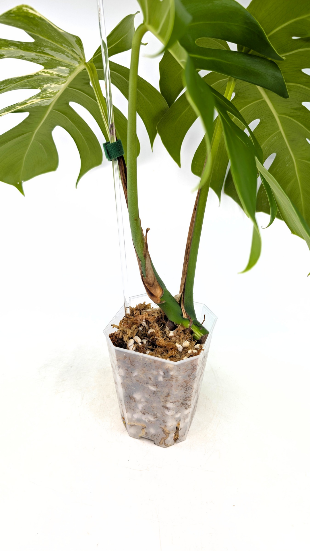 Rare indoor plant Monstera Borsigiana Albo Varigated available for sale at rare plant shop The Leaf Gallery in Perth, Western Australia