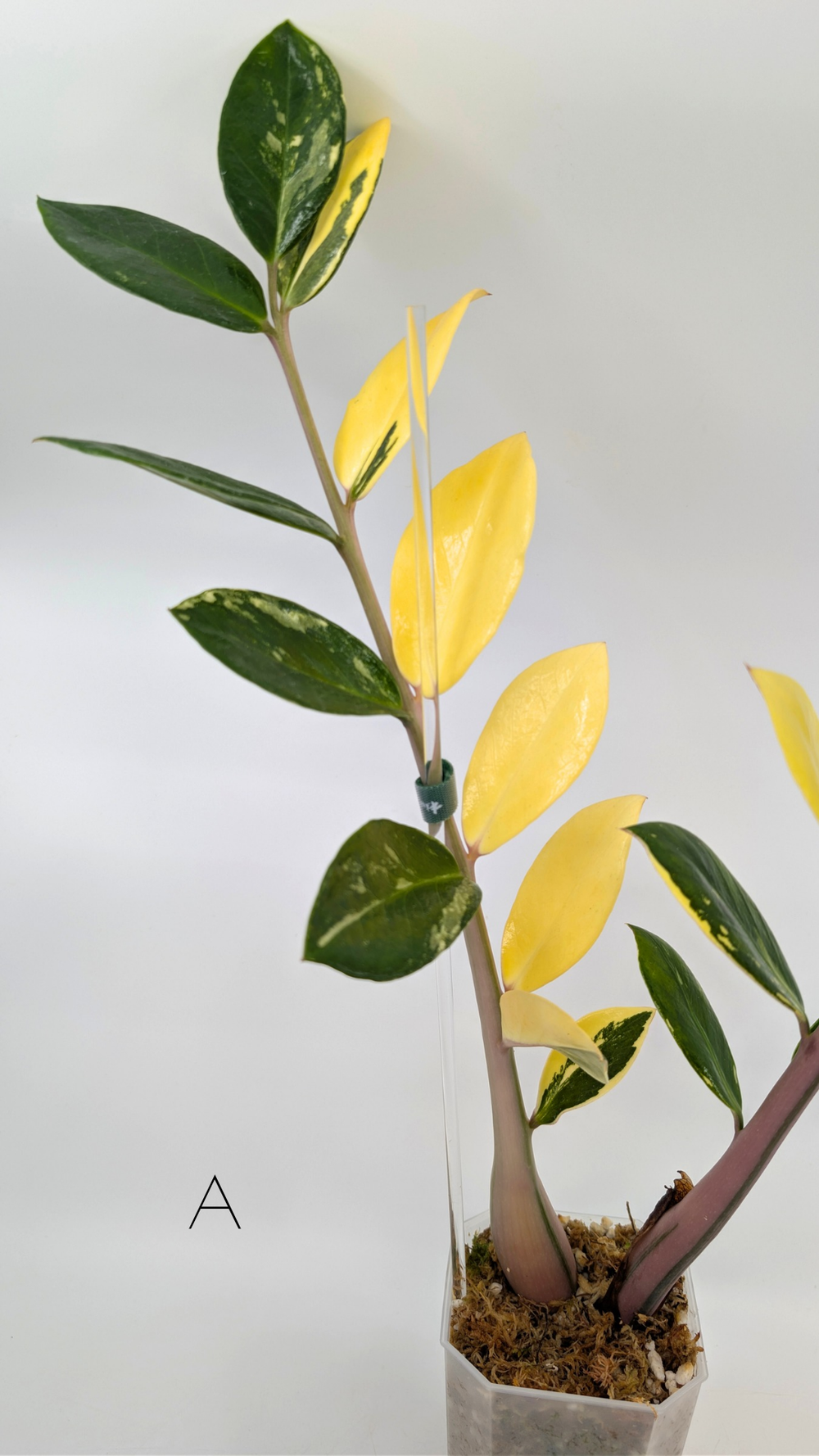 Zamioculcas Zamiifolia (ZZ plant)  The Leaf Gallery