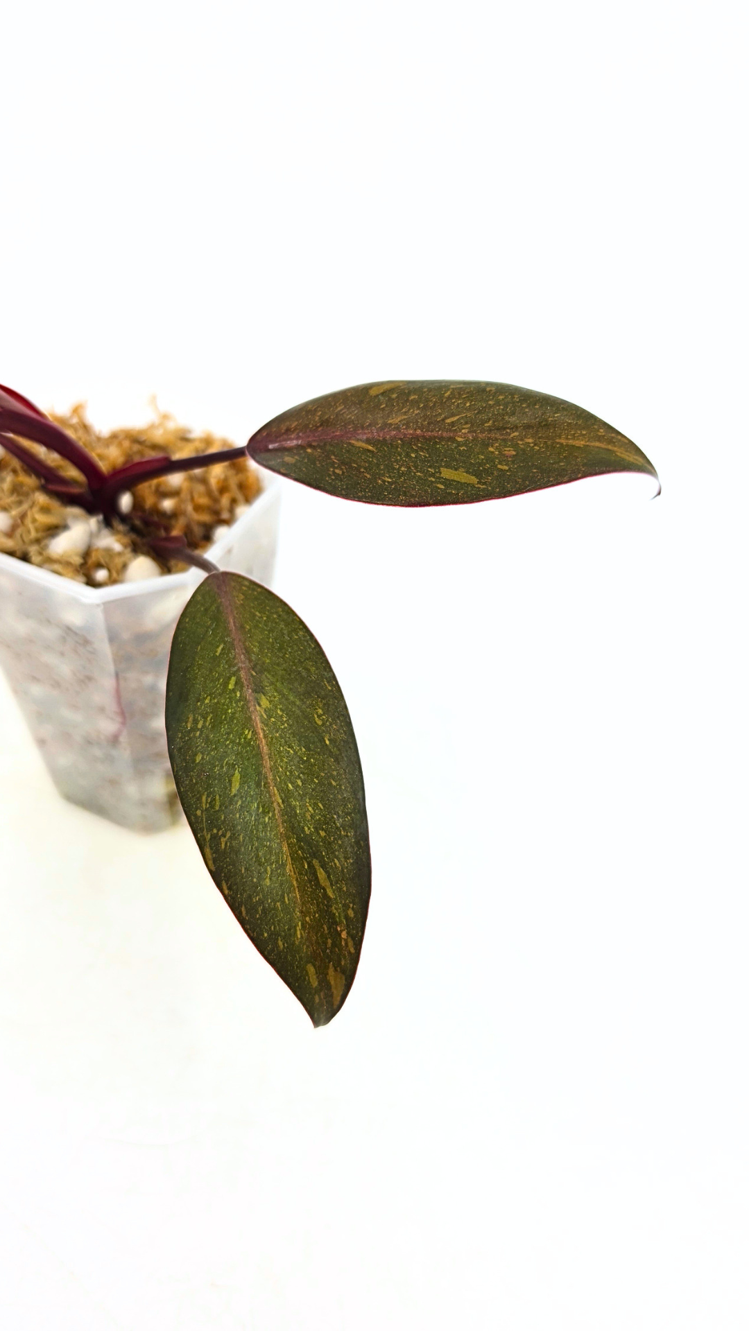 Rare indoor plant Philodendron Orange Princess Varigated available for sale at rare plant shop The Leaf Gallery in Perth, Western Australia