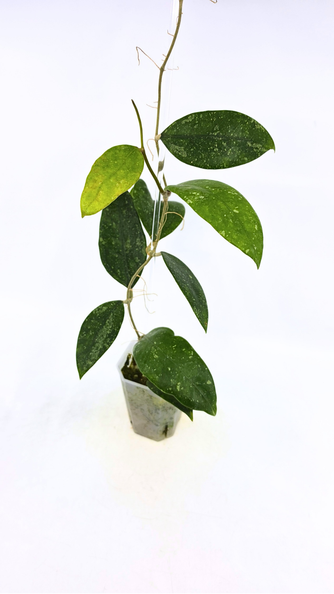 Rare waxplant Hoya Ko Chag Island available for sale at rare indoor plant shop The Leaf Gallery in Perth, Western Australia