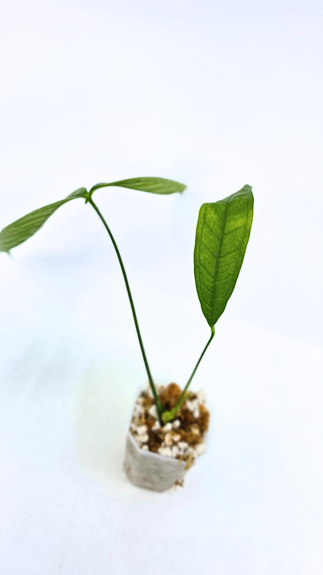 Rare indoor plant Anthurium Moonenii available for sale at rare house plant shop The Leaf Gallery in Perth, Western Australia