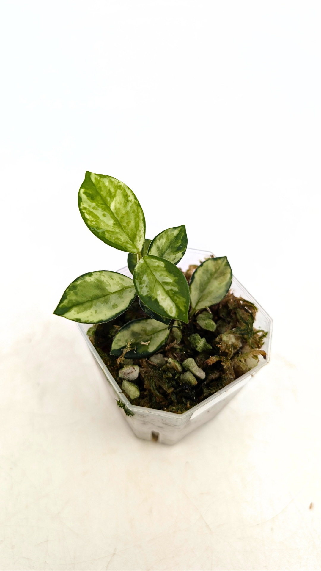 Rare waxplant Hoya Mathilde Variegated available for sale at rare indoor plant shop The Leaf Gallery in Perth, Western Australia