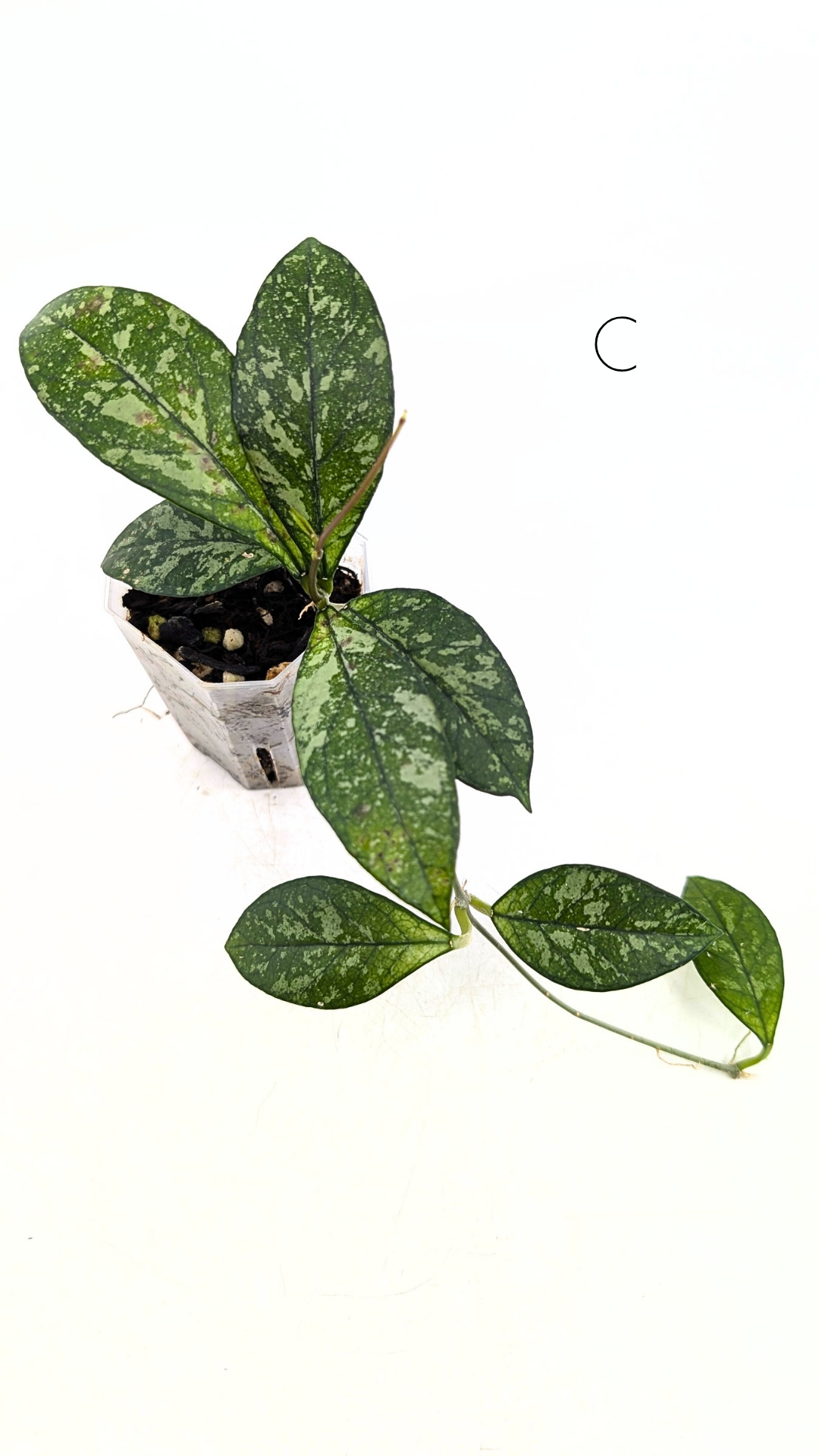 Rare Hoya Crassipetiolata Splash available for sale at rare plant shop The Leaf Gallery in Perth, Western Australia