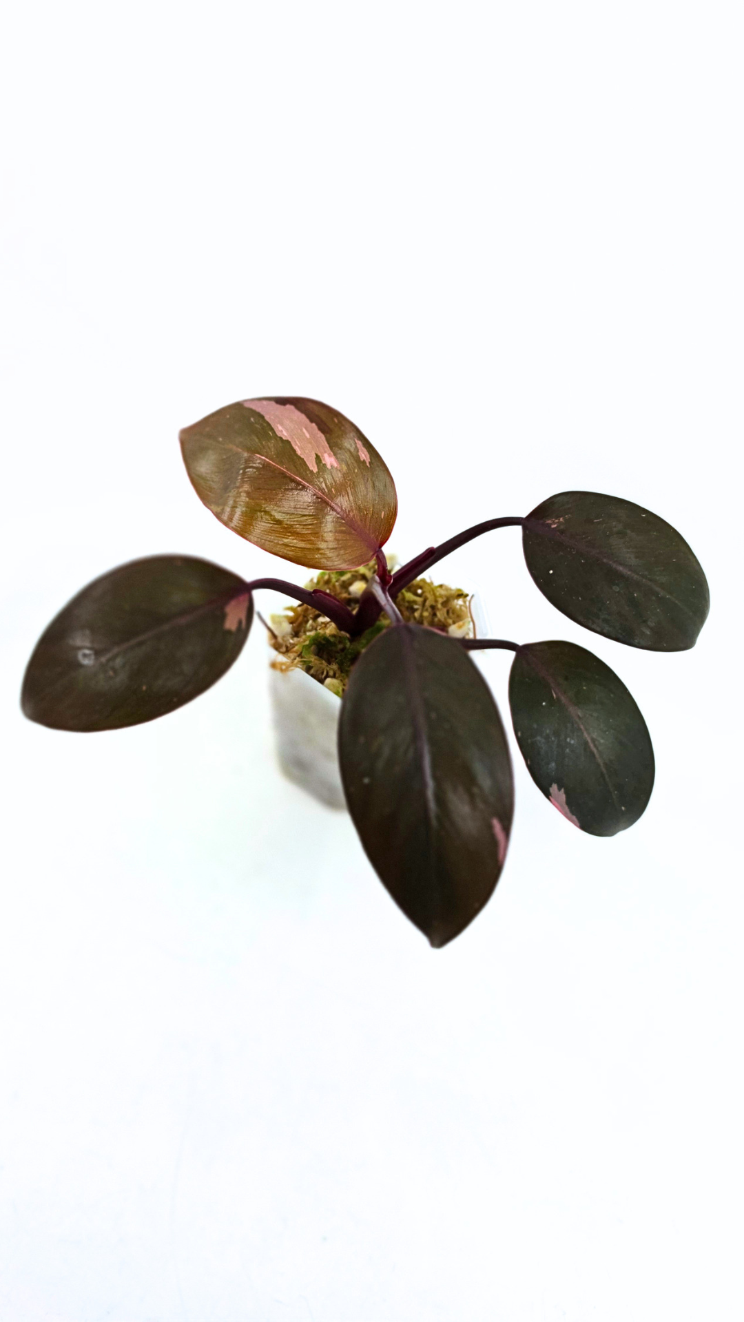 Philodendron pink princess variegated available for sale at rare indoor house plant shop The Leaf Gallery in Perth, Western Australia