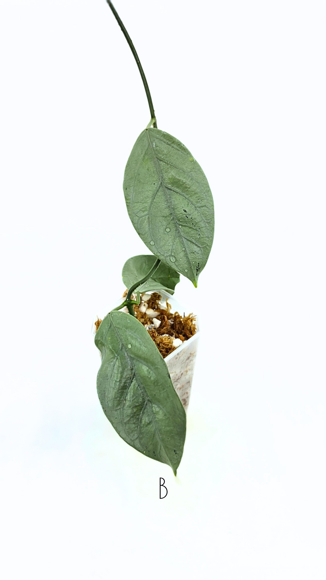 Rare waxplant Hoya Coriacea Silver available for sale at rare indoor plant shop The Leaf Gallery in Perth, Western Australia