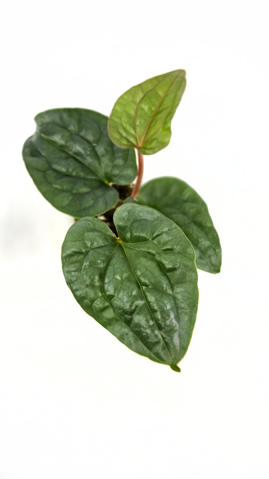 Rare indoor plant Anthurium Luxurians available for sale at rare house plant shop The Leaf Gallery in Perth, Western Australia