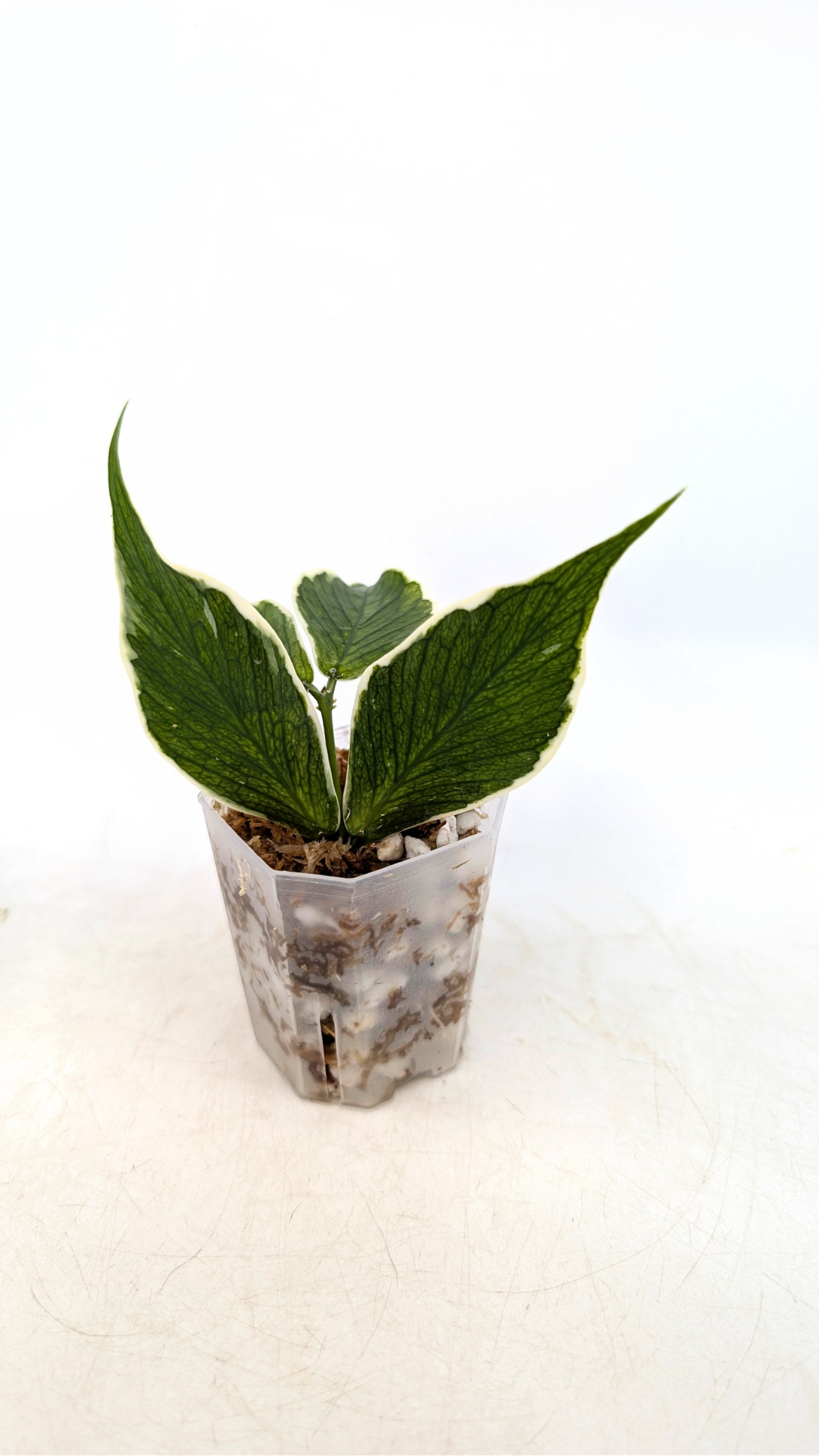 Rare waxplant Hoya Polyneura Albo Varigated also known as Fishtail Hoya Varigated available for sale at rare indoor plant shop The Leaf Gallery in Perth, Western Australia