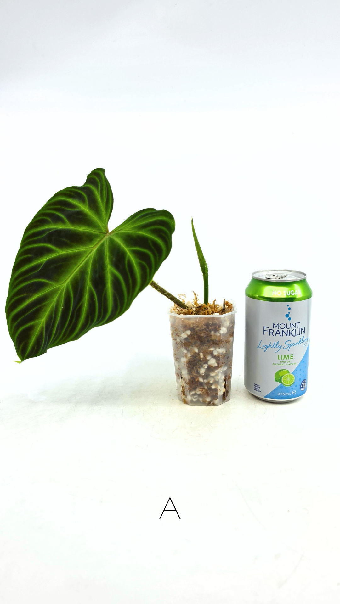 Uncommon indoor plant Philodendron Verrucusom available for sale at rare house plant shop The Leaf Gallery in Perth, Western Australia