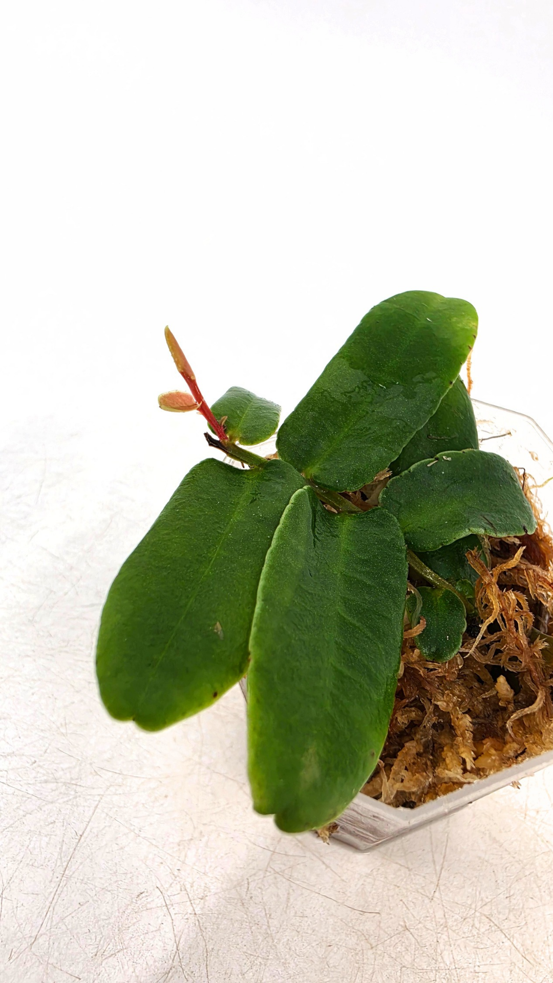 Rare shinggling terrarium plant Marcgravia Sintenisii or Rainbow Marcgravia availabe for sale at rare plant shop The Leaf Gallery in Perth, Western Australia
