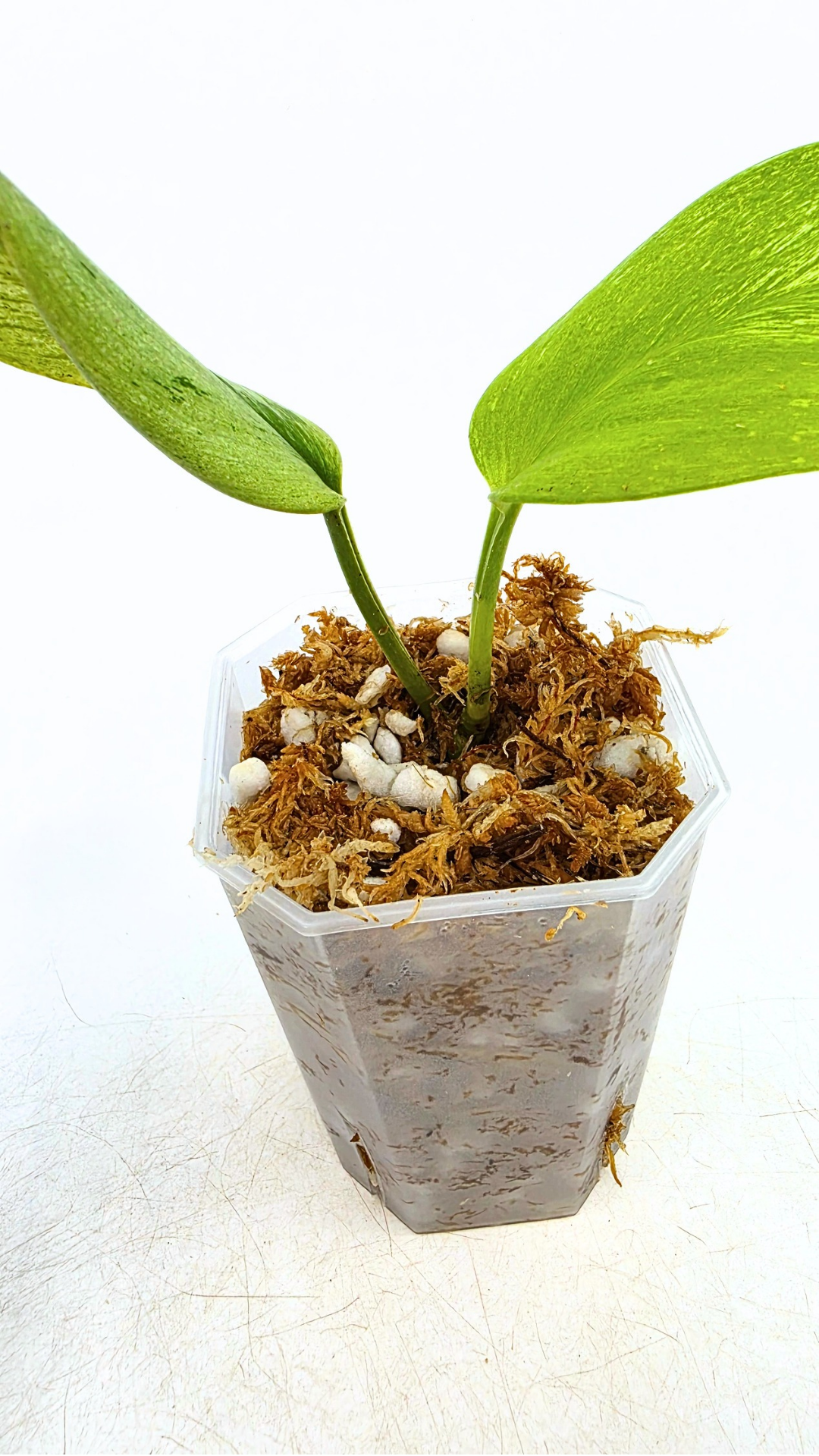 Rare indoor plant Scindapsus Treubii Moonlight Mint Varigated available at The Leaf Gallery in Perth, Western Australia
